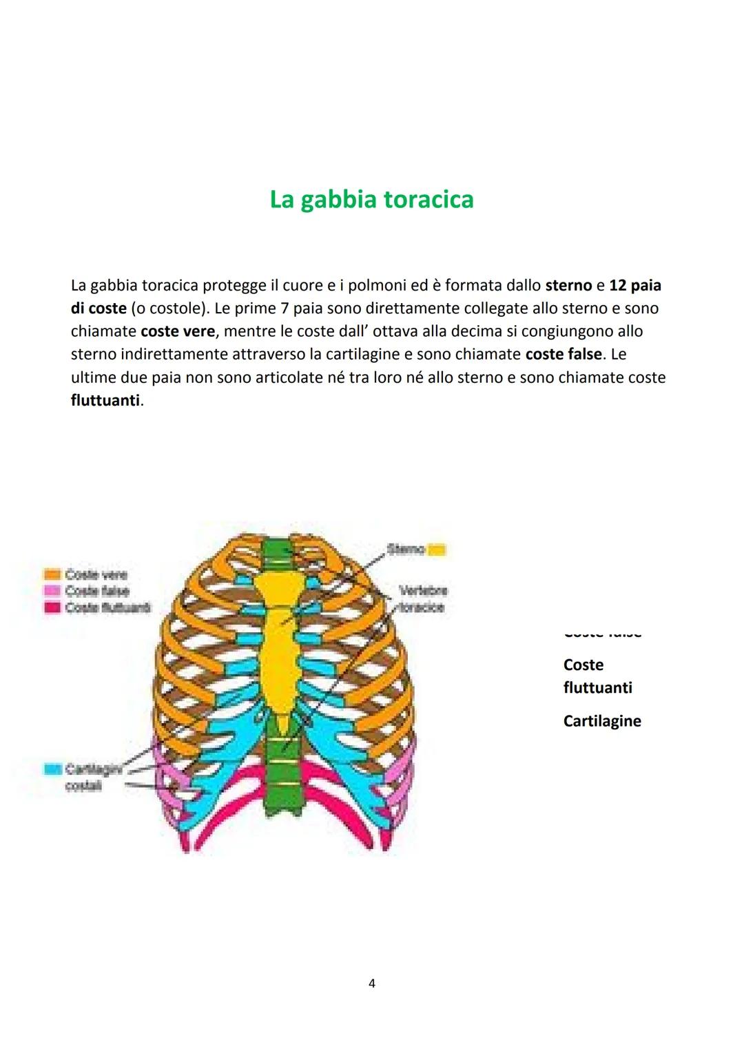 # IL SISTEMA SCHELETRICO
LA FUNZIONE DEL SISTEMA SCHELETRICO
Lo scheletro è l'insieme delle ossa del corpo. Svolge funzione di sostegno, d