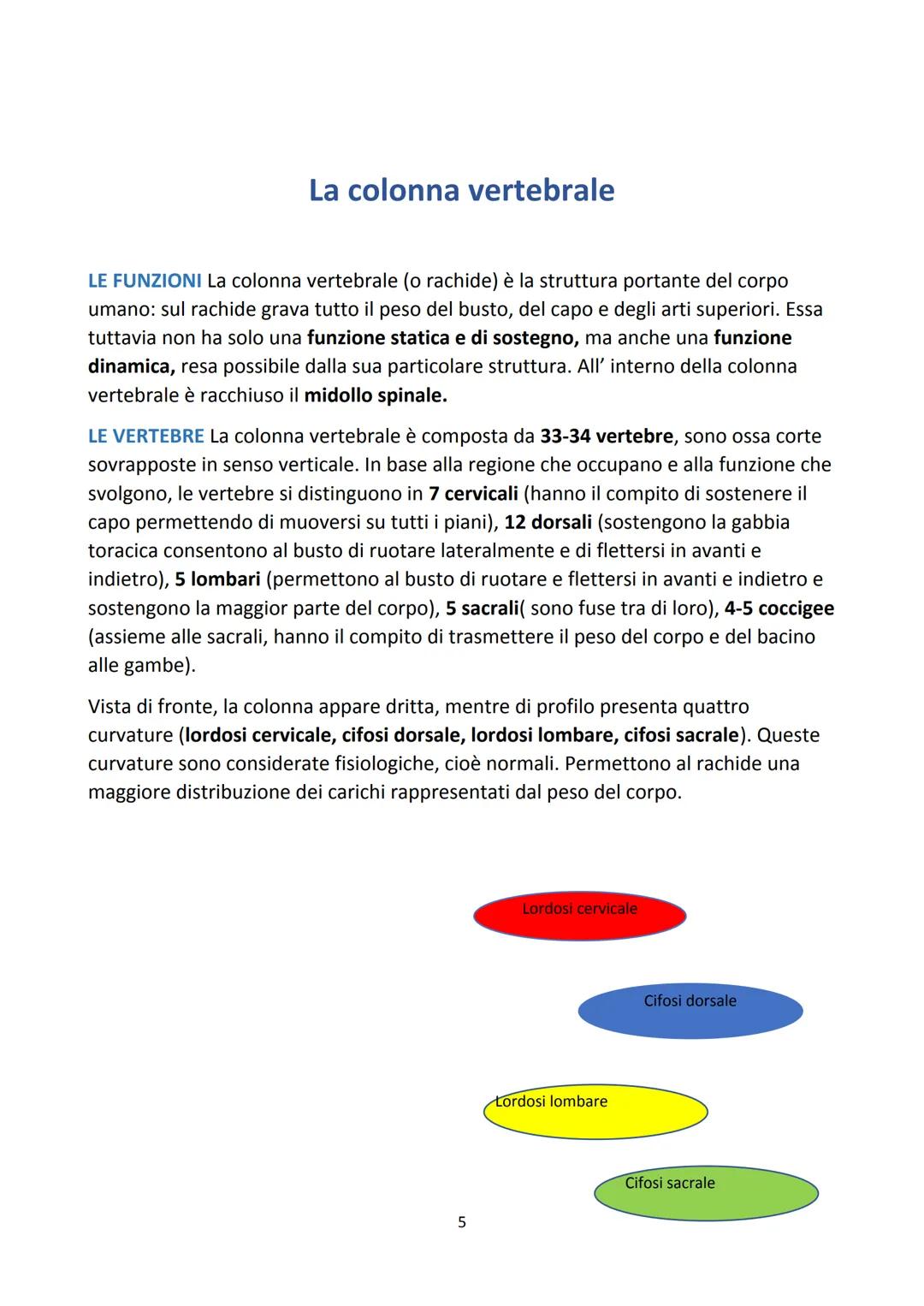 # IL SISTEMA SCHELETRICO
LA FUNZIONE DEL SISTEMA SCHELETRICO
Lo scheletro è l'insieme delle ossa del corpo. Svolge funzione di sostegno, d