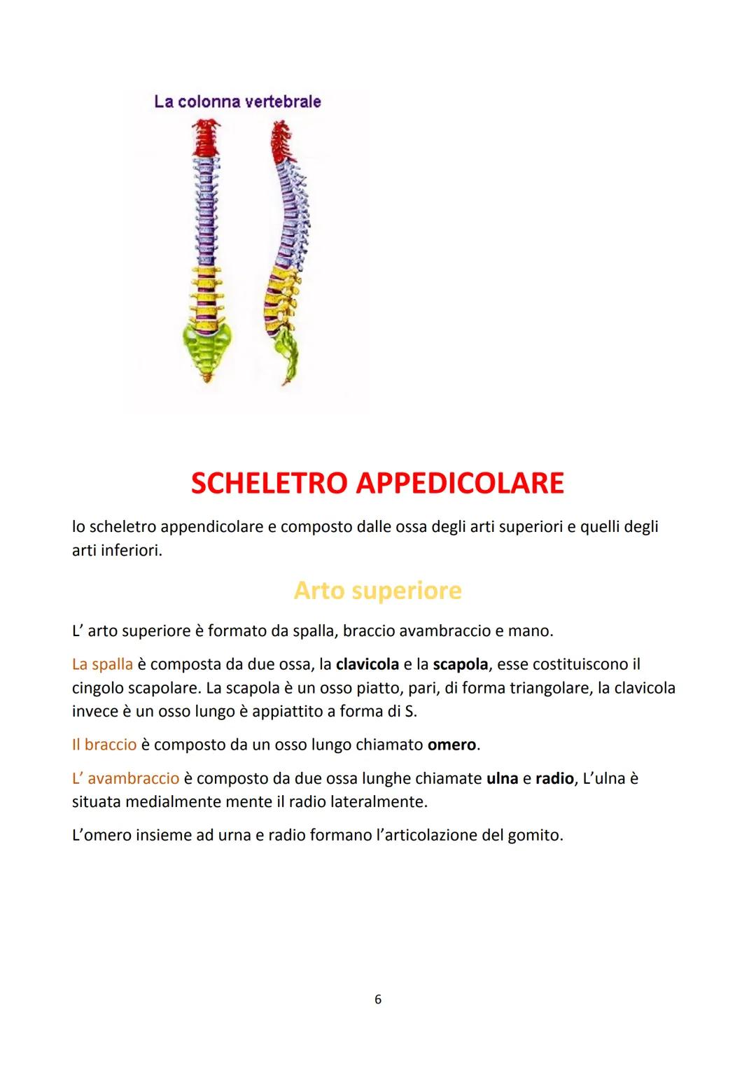 # IL SISTEMA SCHELETRICO
LA FUNZIONE DEL SISTEMA SCHELETRICO
Lo scheletro è l'insieme delle ossa del corpo. Svolge funzione di sostegno, d