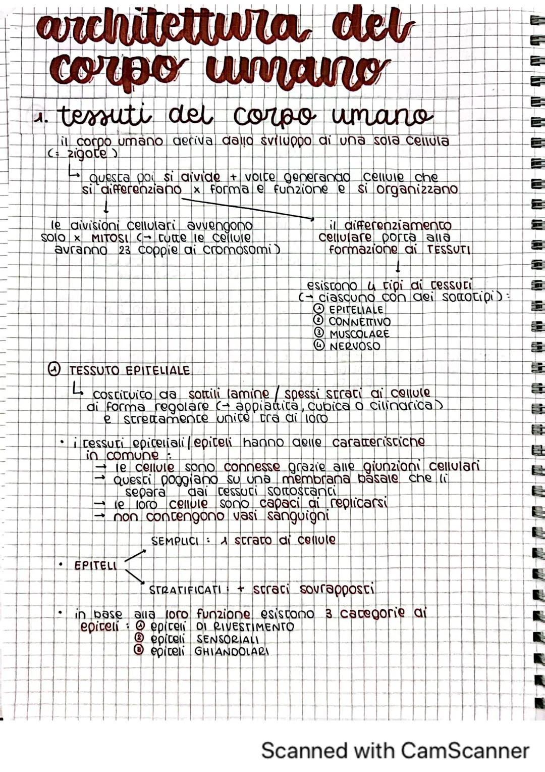 architettura del corpo umano