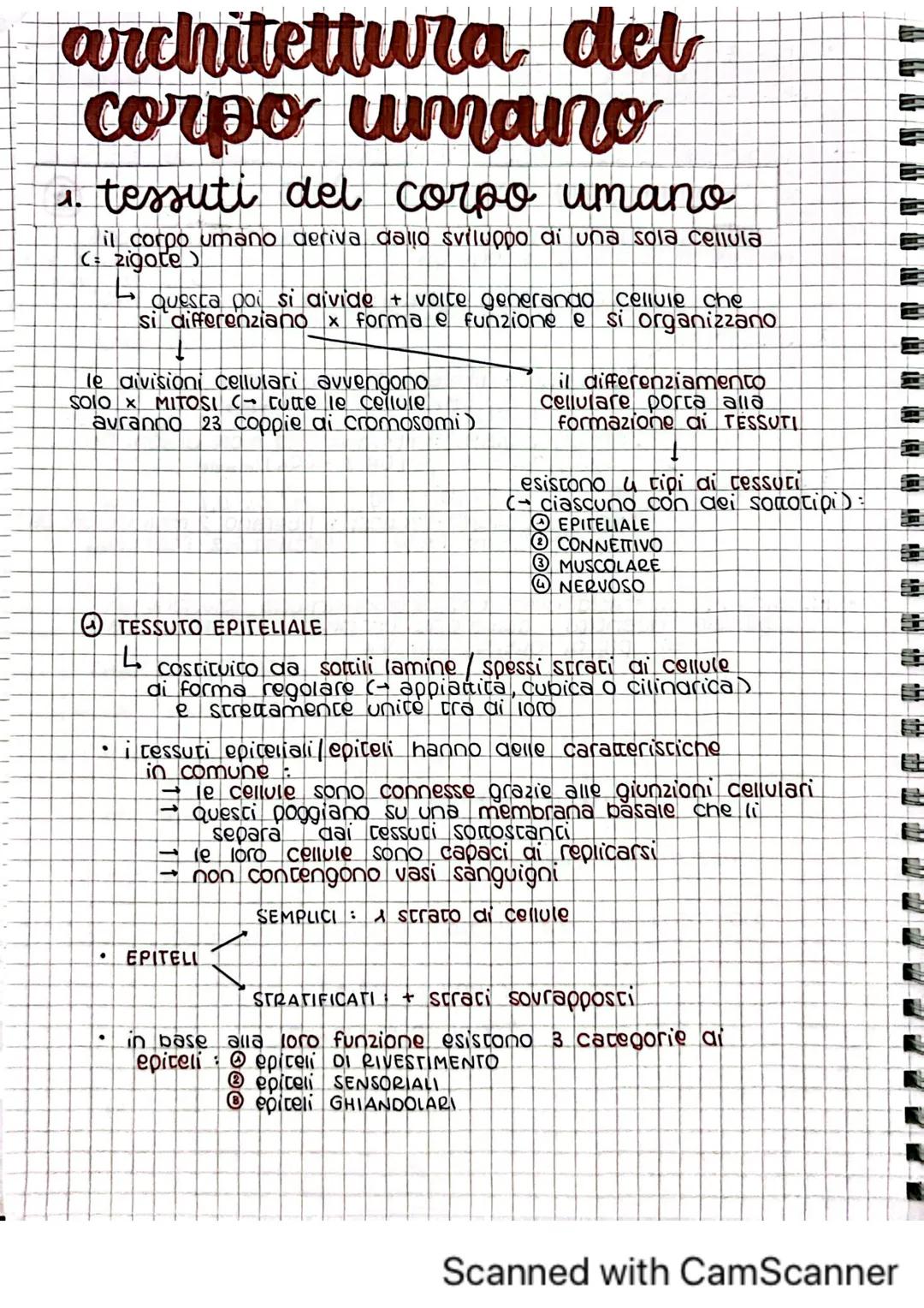 architettura del
corpo umano
1. tessuti del corpo umano
il corpo umano deriva dallo sviluppo di una sola cellula
C= zigote)
Questa poi si di