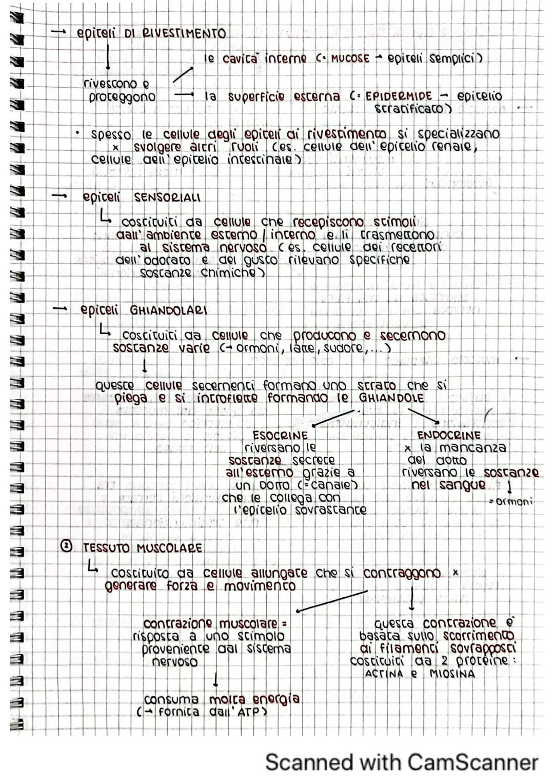 architettura del
corpo umano
1. tessuti del corpo umano
il corpo umano deriva dallo sviluppo di una sola cellula
C= zigote)
Questa poi si di
