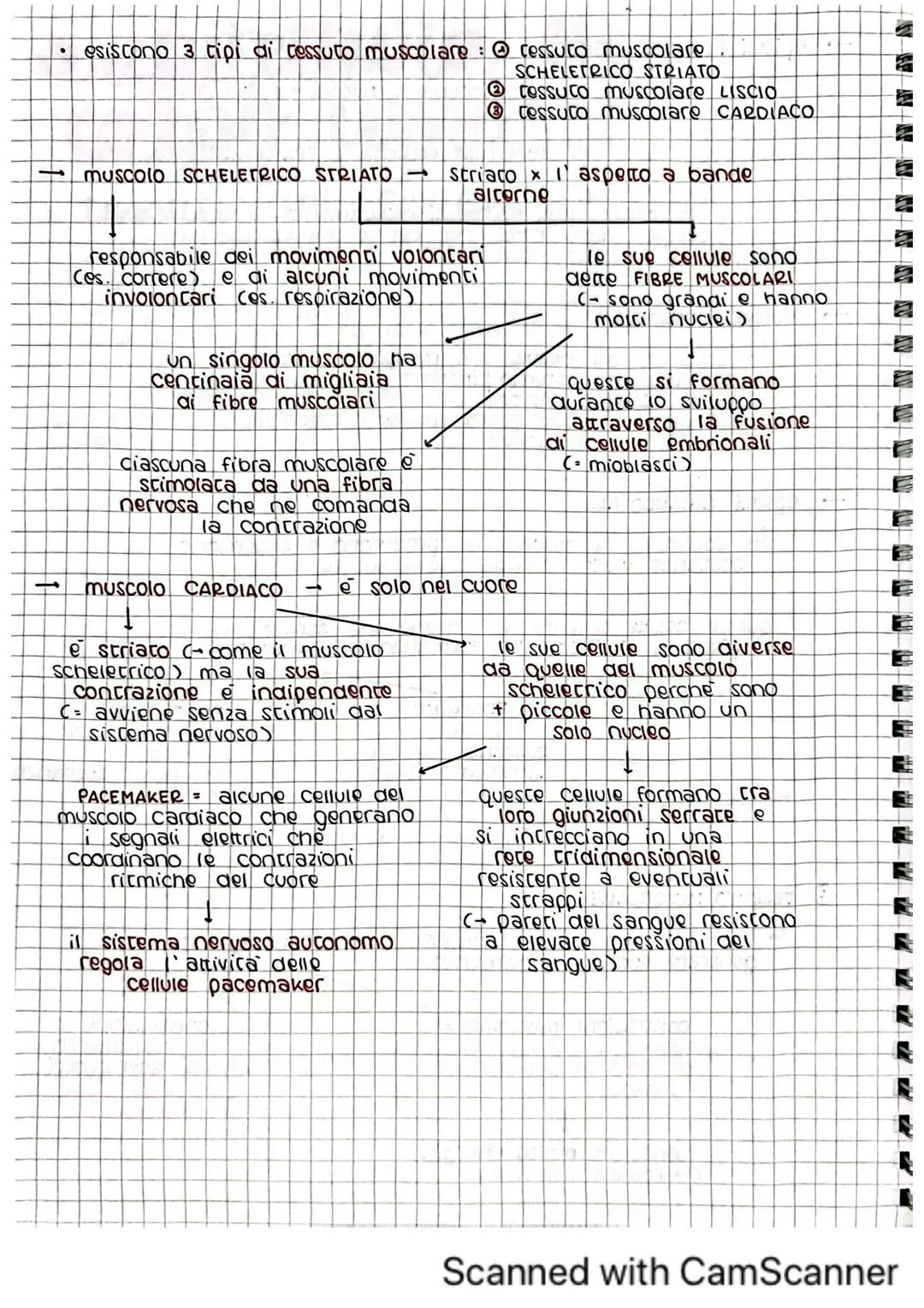 architettura del
corpo umano
1. tessuti del corpo umano
il corpo umano deriva dallo sviluppo di una sola cellula
C= zigote)
Questa poi si di