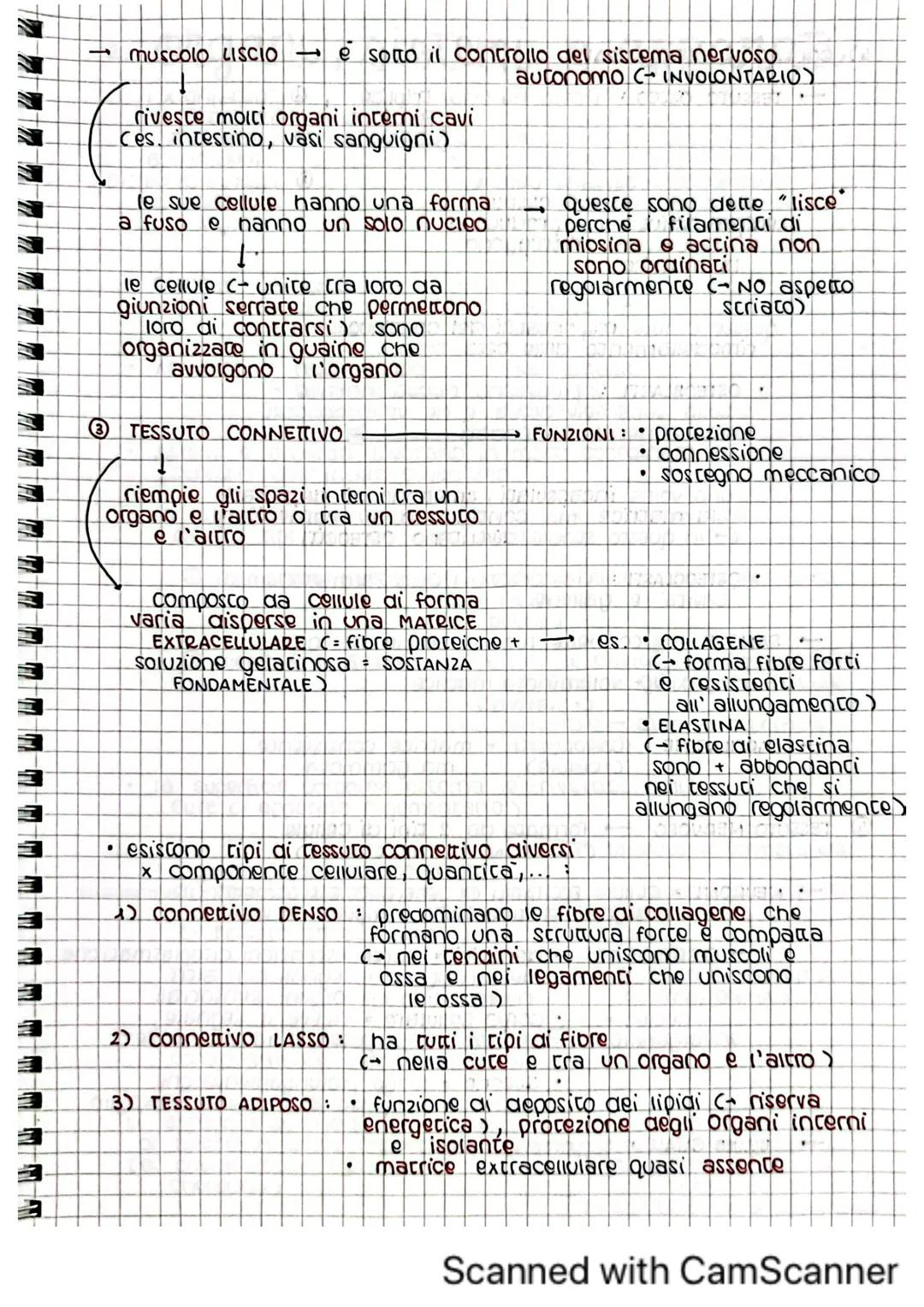 architettura del
corpo umano
1. tessuti del corpo umano
il corpo umano deriva dallo sviluppo di una sola cellula
C= zigote)
Questa poi si di