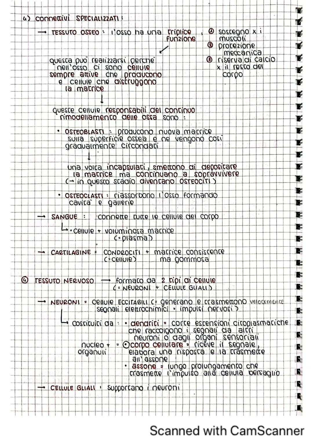 architettura del
corpo umano
1. tessuti del corpo umano
il corpo umano deriva dallo sviluppo di una sola cellula
C= zigote)
Questa poi si di