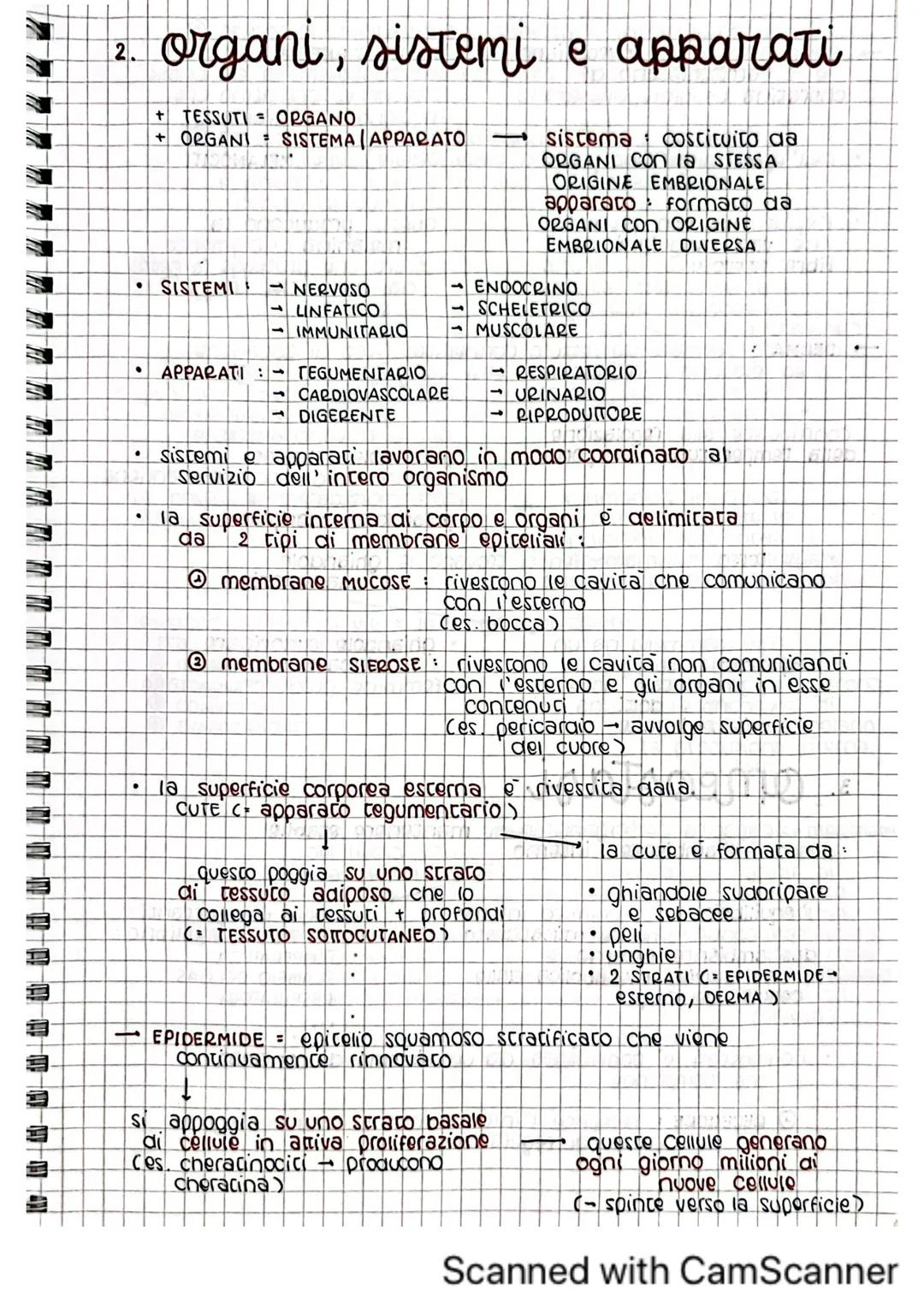 architettura del
corpo umano
1. tessuti del corpo umano
il corpo umano deriva dallo sviluppo di una sola cellula
C= zigote)
Questa poi si di