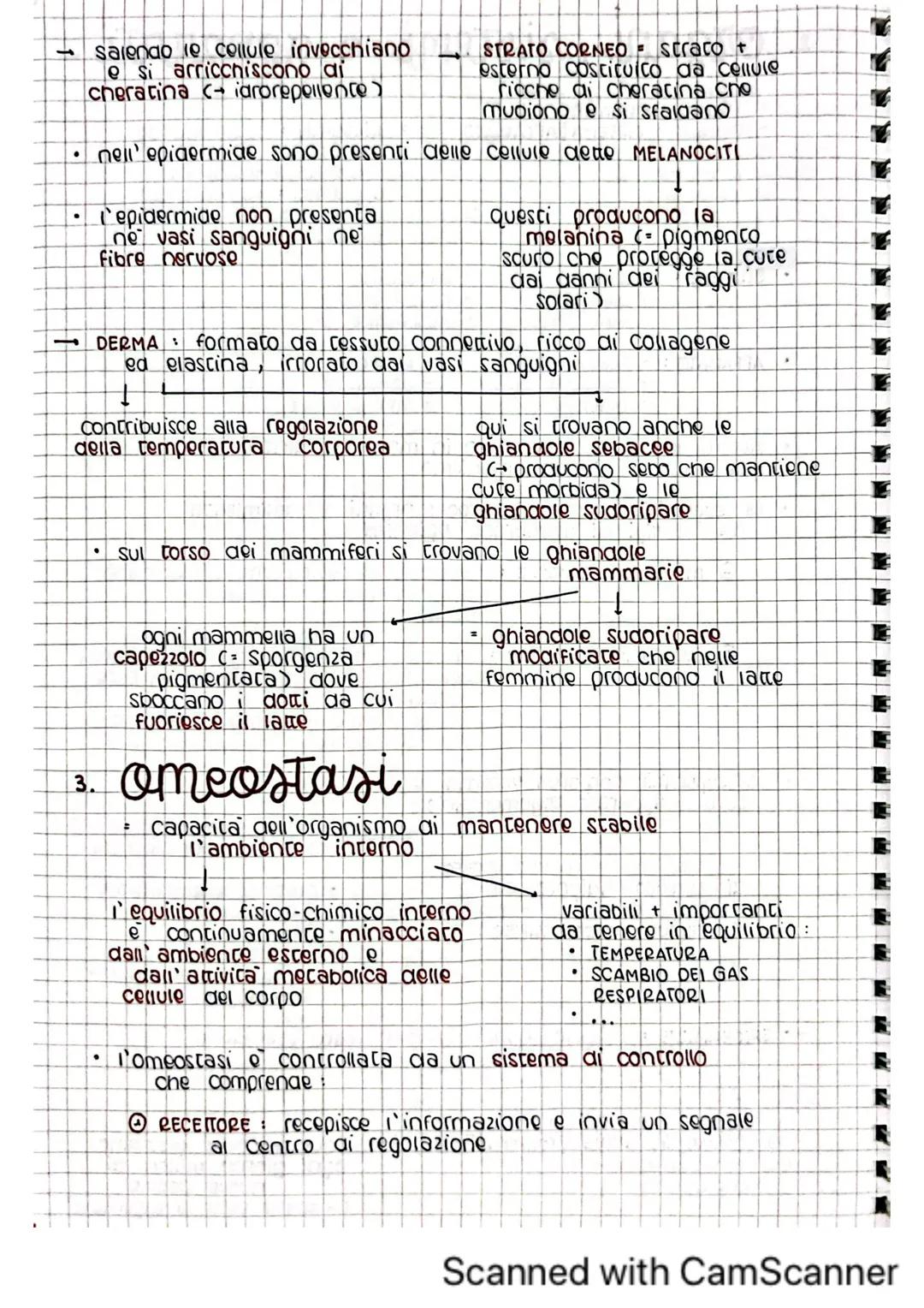 architettura del
corpo umano
1. tessuti del corpo umano
il corpo umano deriva dallo sviluppo di una sola cellula
C= zigote)
Questa poi si di