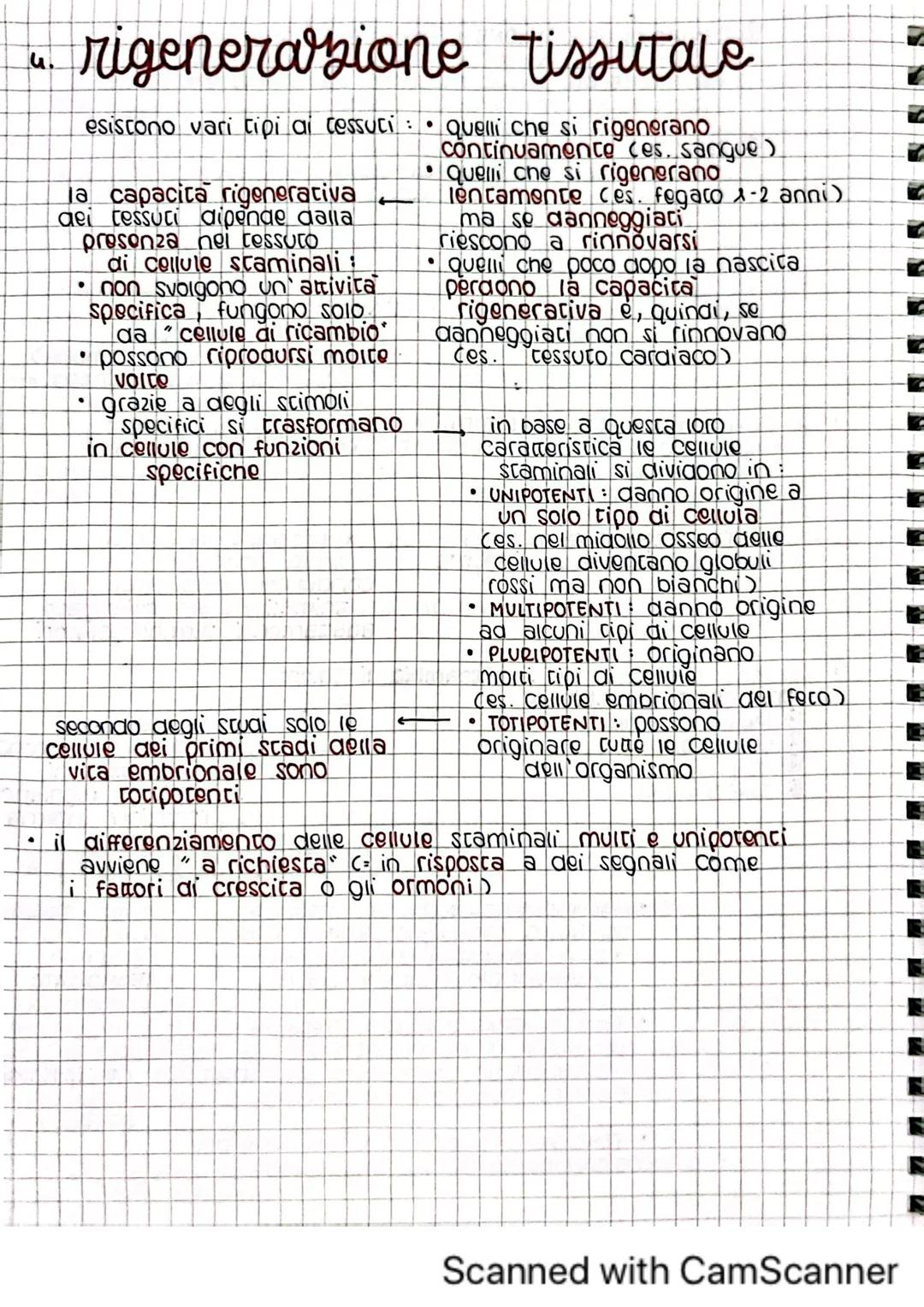 architettura del
corpo umano
1. tessuti del corpo umano
il corpo umano deriva dallo sviluppo di una sola cellula
C= zigote)
Questa poi si di
