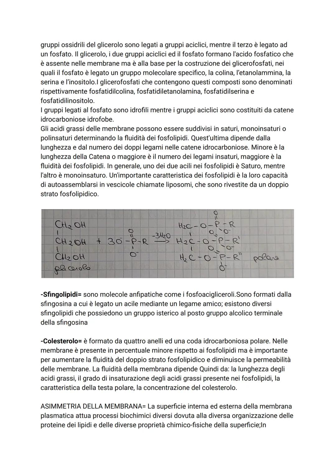 # LA MEMBRANA
Nelle cellule la membrana cellulare ha il compito di regolare il passaggio delle
molecole dall'esterno all'interno della cell