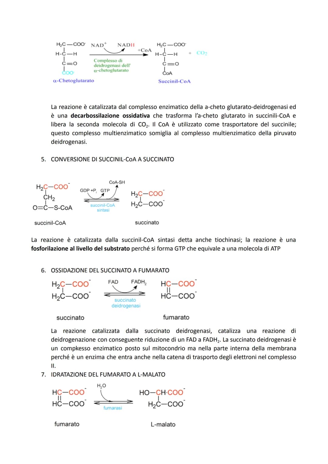# IL CICLO DI KREBS
PREPARAZIONE: FORMAZIONE DELL'ACETIL COENZIMA A
La via glicolitica ha prodotto, come visto, 2 molecole di piruvato. Il