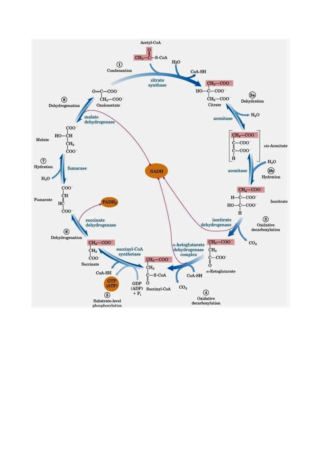 # IL CICLO DI KREBS
PREPARAZIONE: FORMAZIONE DELL'ACETIL COENZIMA A
La via glicolitica ha prodotto, come visto, 2 molecole di piruvato. Il