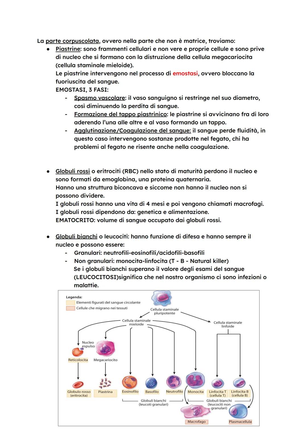 # L'APPARATO CARDIOVASCOLARE
L'apparato cardiovascolare trasporta nel sangue i materiali da e verso
tutte le regioni corporee per assicurar