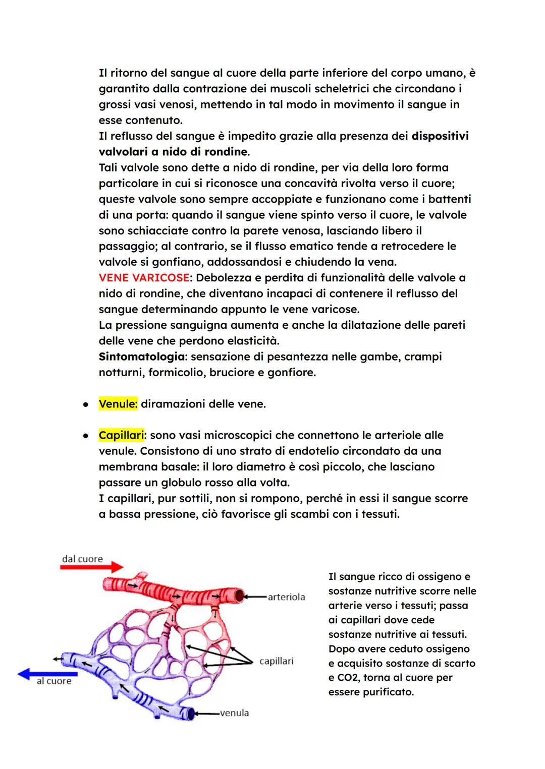 # L'APPARATO CARDIOVASCOLARE
L'apparato cardiovascolare trasporta nel sangue i materiali da e verso
tutte le regioni corporee per assicurar