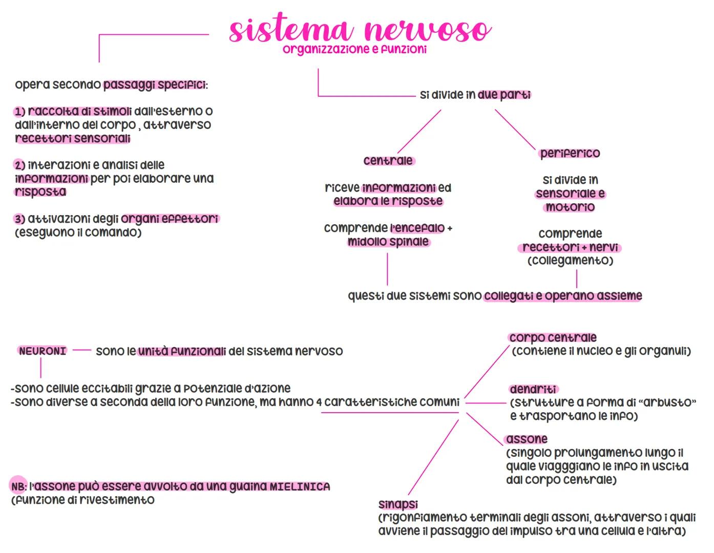 sistema nervoso
organizzazione e funzioni
opera secondo passaggi specifici:
1) raccolta di Stimoli dall'esterno o
dall'interno del corpo, at