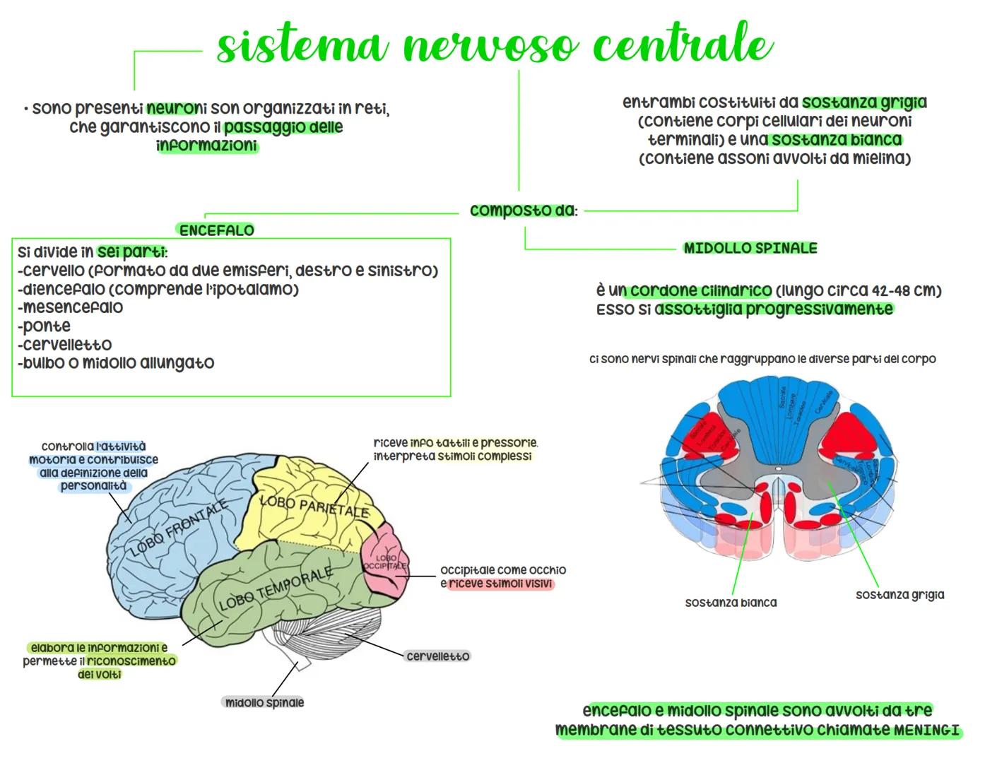 sistema nervoso
organizzazione e funzioni
opera secondo passaggi specifici:
1) raccolta di Stimoli dall'esterno o
dall'interno del corpo, at
