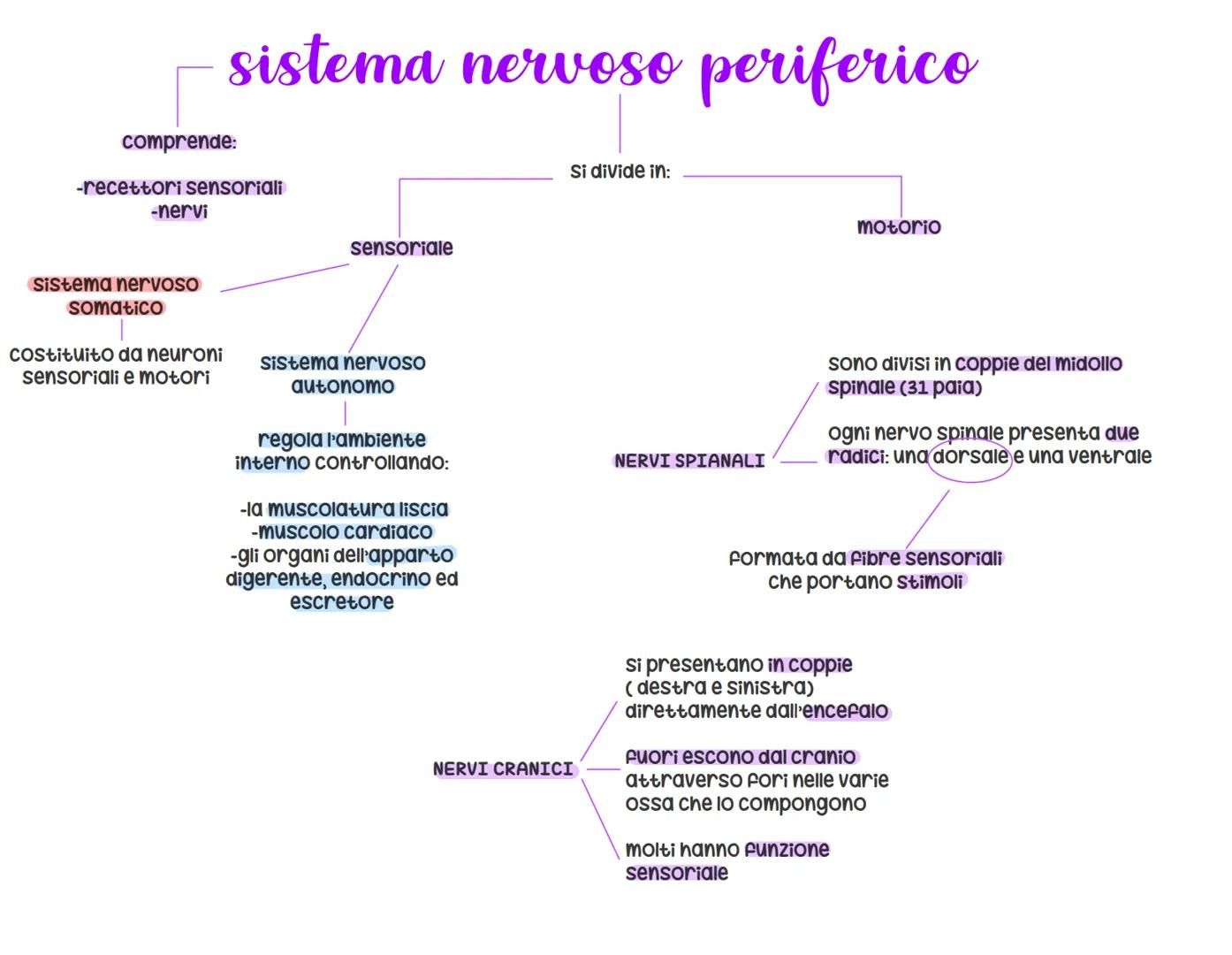 sistema nervoso
organizzazione e funzioni
opera secondo passaggi specifici:
1) raccolta di Stimoli dall'esterno o
dall'interno del corpo, at