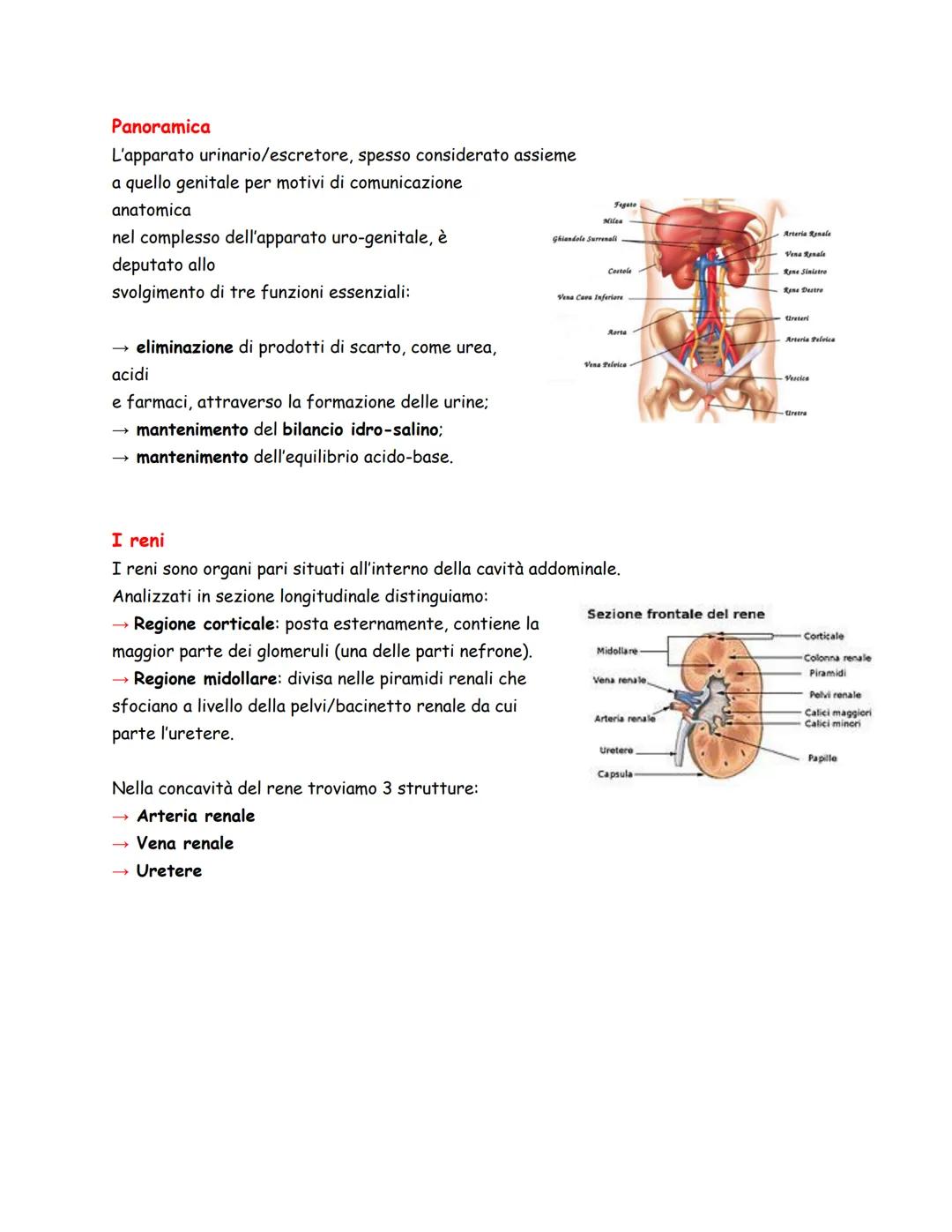 Arteria Renale
Vena Renale
Costole
Rene Sinistro
Panoramica
L'apparato urinario/escretore, spesso considerato assieme
a quello genitale per