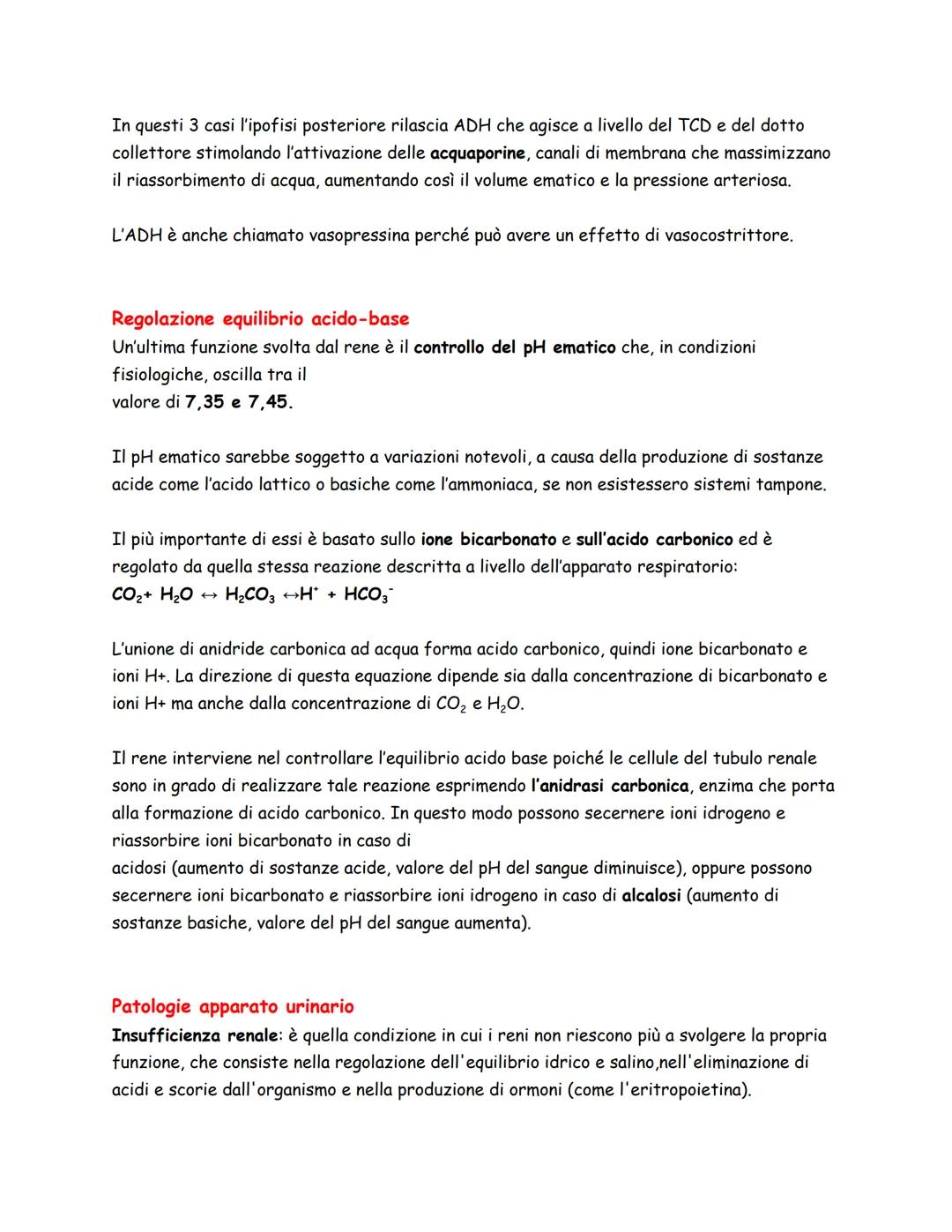 Arteria Renale
Vena Renale
Costole
Rene Sinistro
Panoramica
L'apparato urinario/escretore, spesso considerato assieme
a quello genitale per