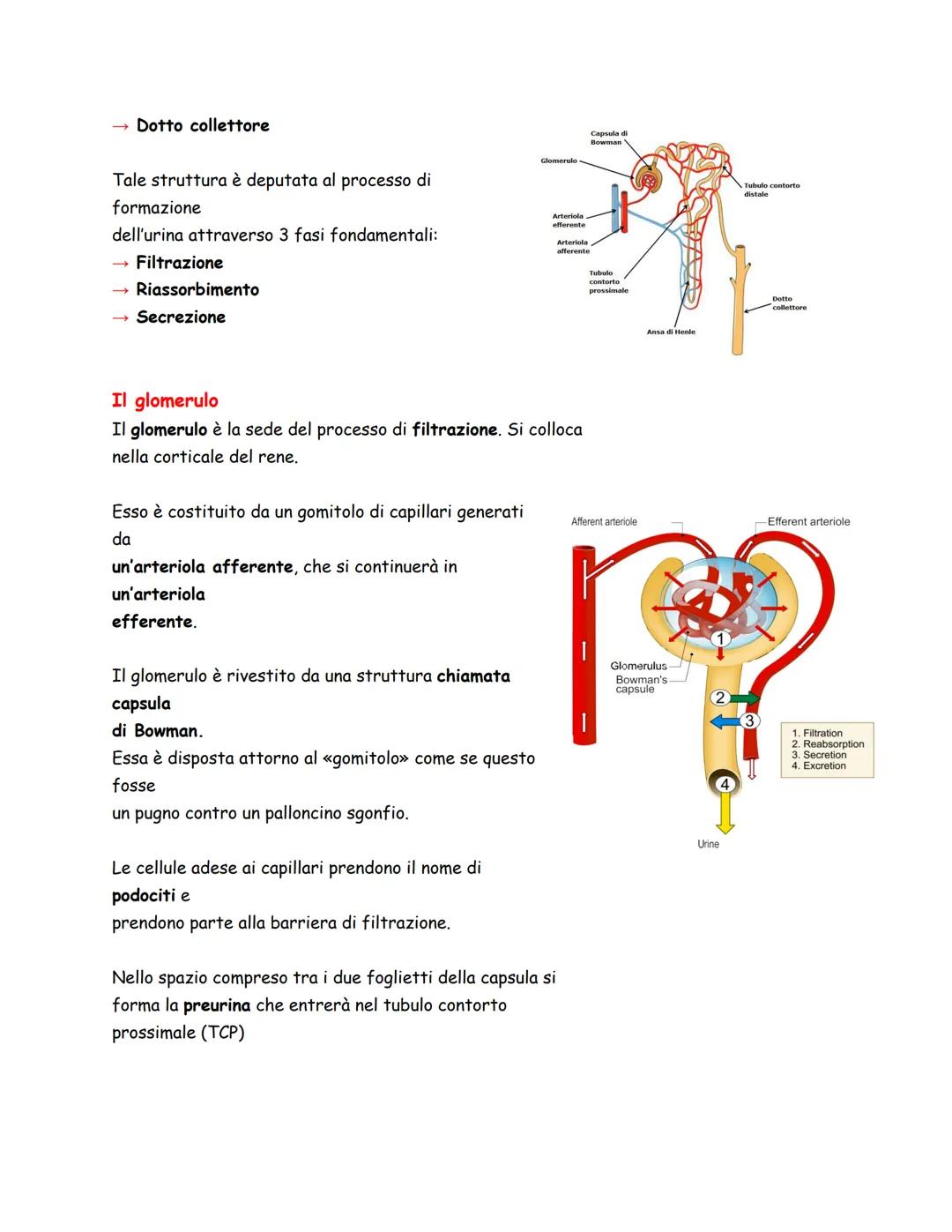 Arteria Renale
Vena Renale
Costole
Rene Sinistro
Panoramica
L'apparato urinario/escretore, spesso considerato assieme
a quello genitale per