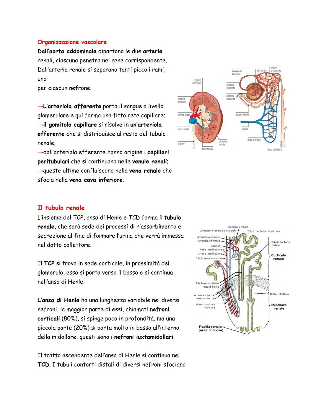 Arteria Renale
Vena Renale
Costole
Rene Sinistro
Panoramica
L'apparato urinario/escretore, spesso considerato assieme
a quello genitale per