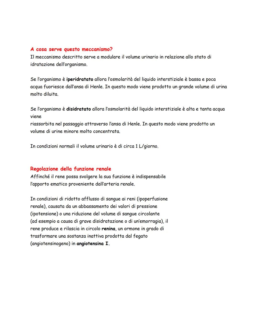 Arteria Renale
Vena Renale
Costole
Rene Sinistro
Panoramica
L'apparato urinario/escretore, spesso considerato assieme
a quello genitale per