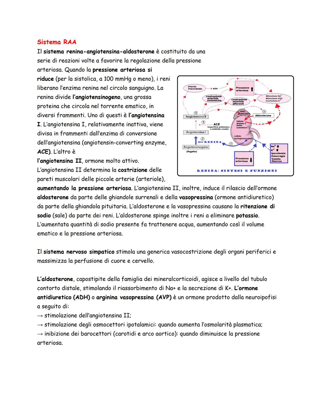 Arteria Renale
Vena Renale
Costole
Rene Sinistro
Panoramica
L'apparato urinario/escretore, spesso considerato assieme
a quello genitale per