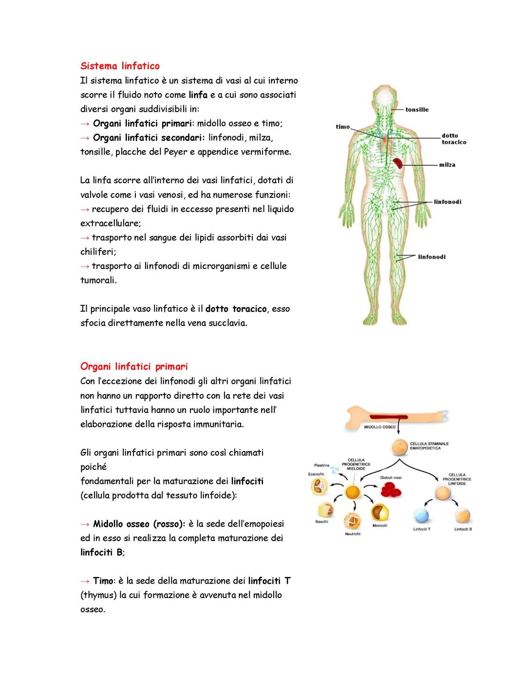 Sistema immunitario🦠