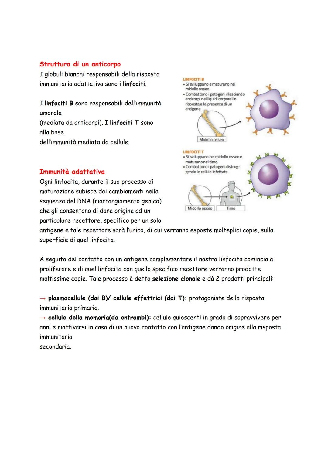 Sistema linfatico
Il sistema linfatico è un sistema di vasi al cui interno
scorre il fluido noto come linfa e a cui sono associati
diversi o