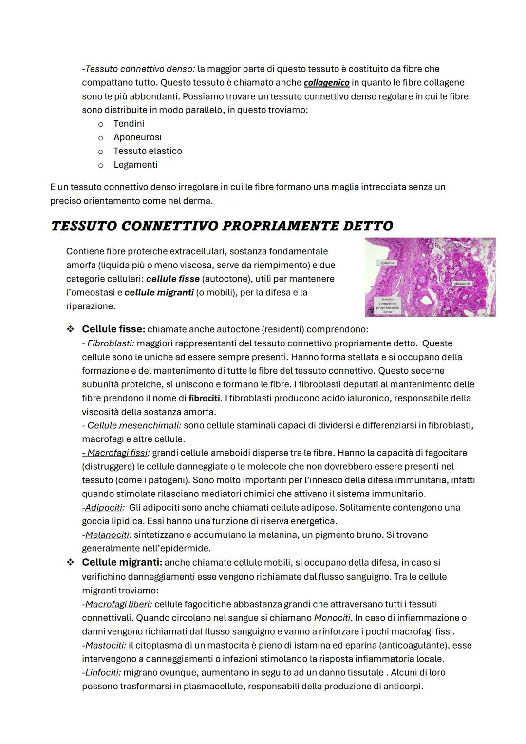 ΑΝΑΤΟΜΙΑ
Anatomia umana -2
Tessuto epiteliale -6
Tessuto connettivo -9
Le membrane -12
Tessuto muscolare -13
Tessuto nervoso -14
Apparato te