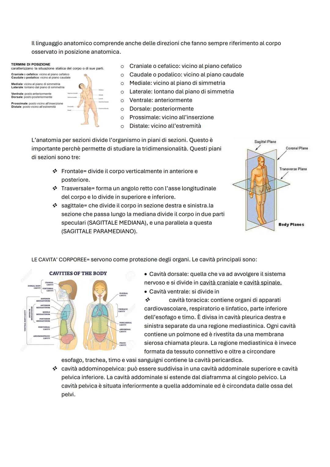 ΑΝΑΤΟΜΙΑ
Anatomia umana -2
Tessuto epiteliale -6
Tessuto connettivo -9
Le membrane -12
Tessuto muscolare -13
Tessuto nervoso -14
Apparato te