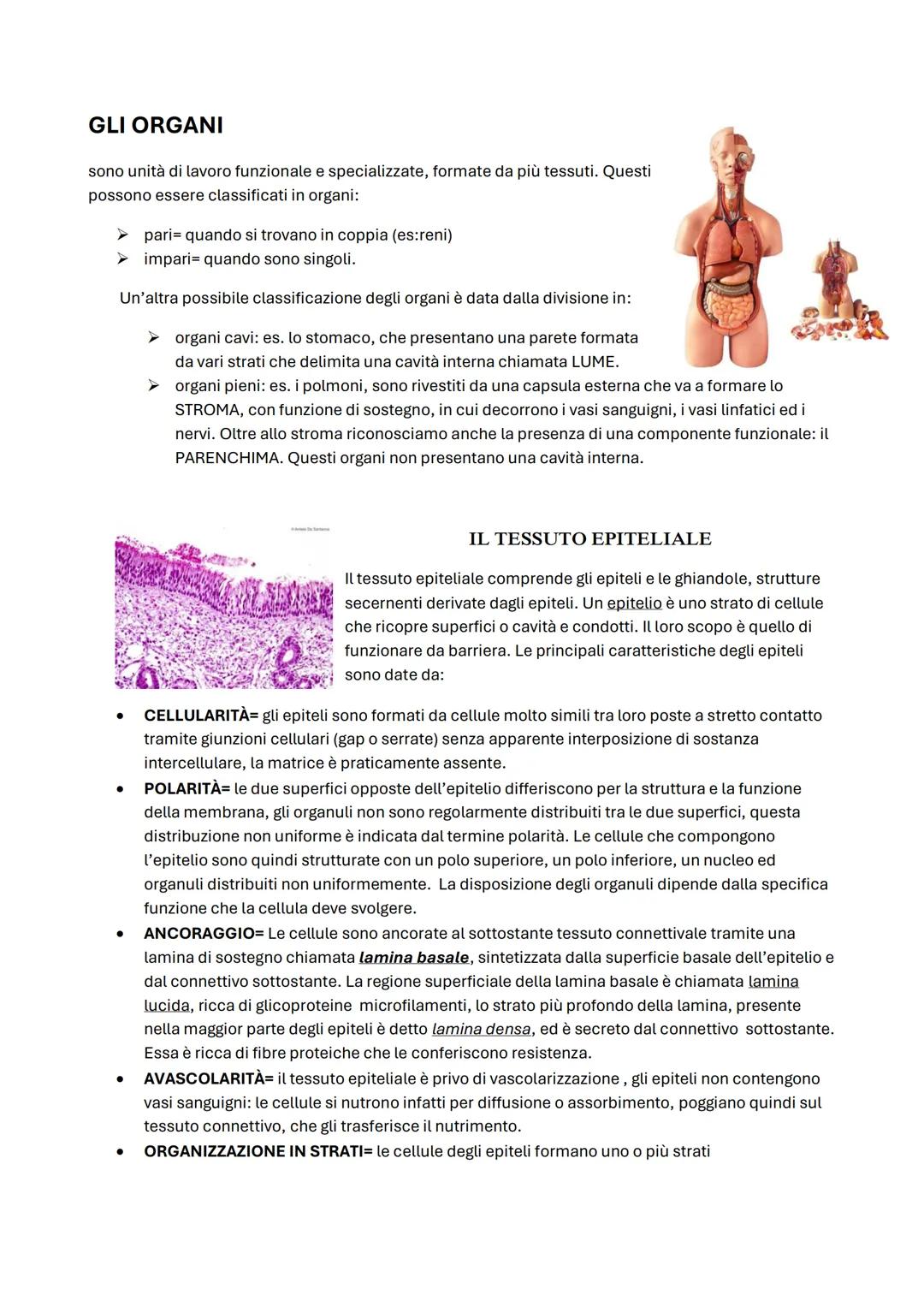 ΑΝΑΤΟΜΙΑ
Anatomia umana -2
Tessuto epiteliale -6
Tessuto connettivo -9
Le membrane -12
Tessuto muscolare -13
Tessuto nervoso -14
Apparato te