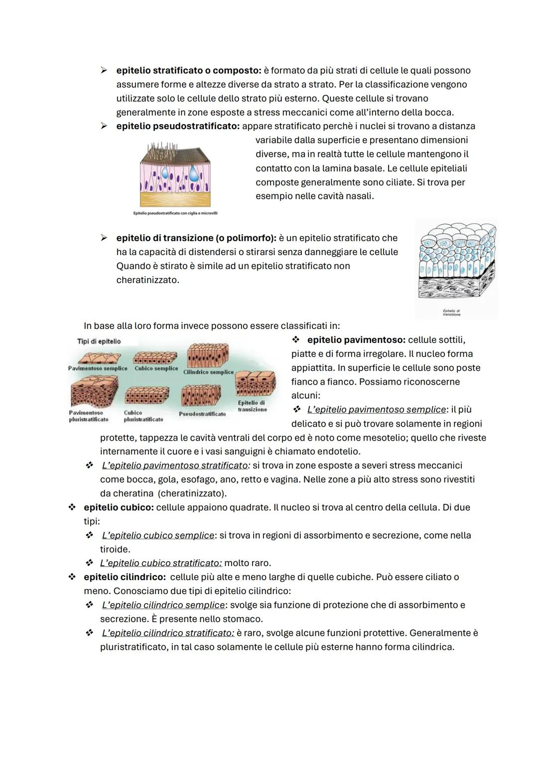 ΑΝΑΤΟΜΙΑ
Anatomia umana -2
Tessuto epiteliale -6
Tessuto connettivo -9
Le membrane -12
Tessuto muscolare -13
Tessuto nervoso -14
Apparato te