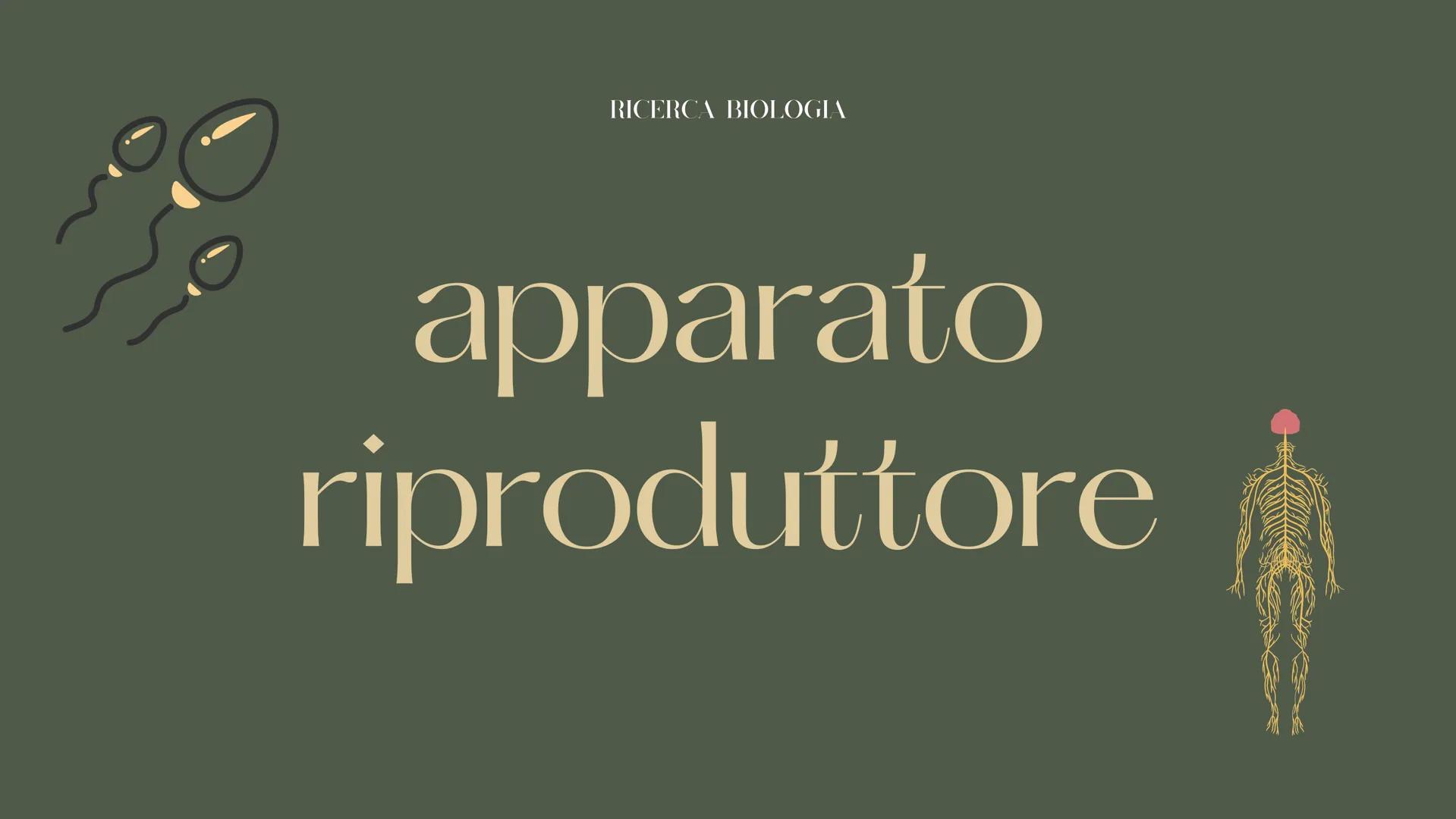 RICERCA BIOLOGIA
apparato
riproduttore CHE COS'È L'APPARATO RIPRODUTTIVO?
è responsabile della riproduzione
degli esseri umani COS'È L'APPAR