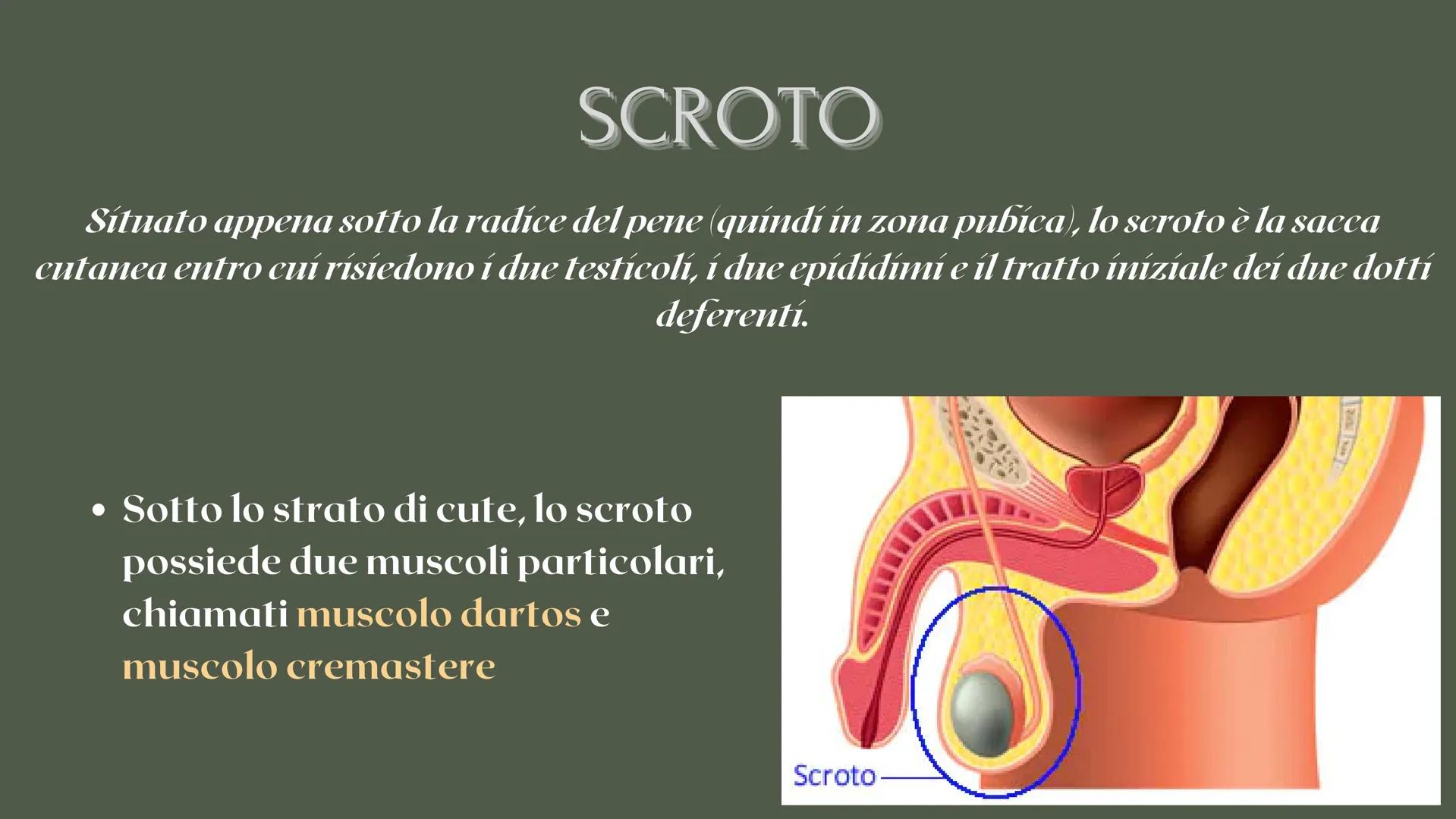RICERCA BIOLOGIA
apparato
riproduttore CHE COS'È L'APPARATO RIPRODUTTIVO?
è responsabile della riproduzione
degli esseri umani COS'È L'APPAR