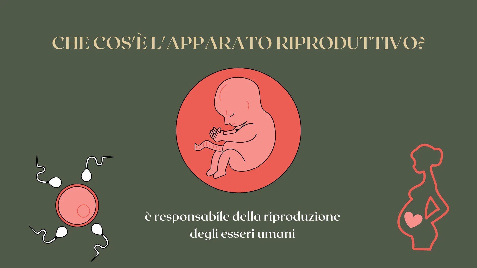 RICERCA BIOLOGIA
apparato
riproduttore CHE COS'È L'APPARATO RIPRODUTTIVO?
è responsabile della riproduzione
degli esseri umani COS'È L'APPAR