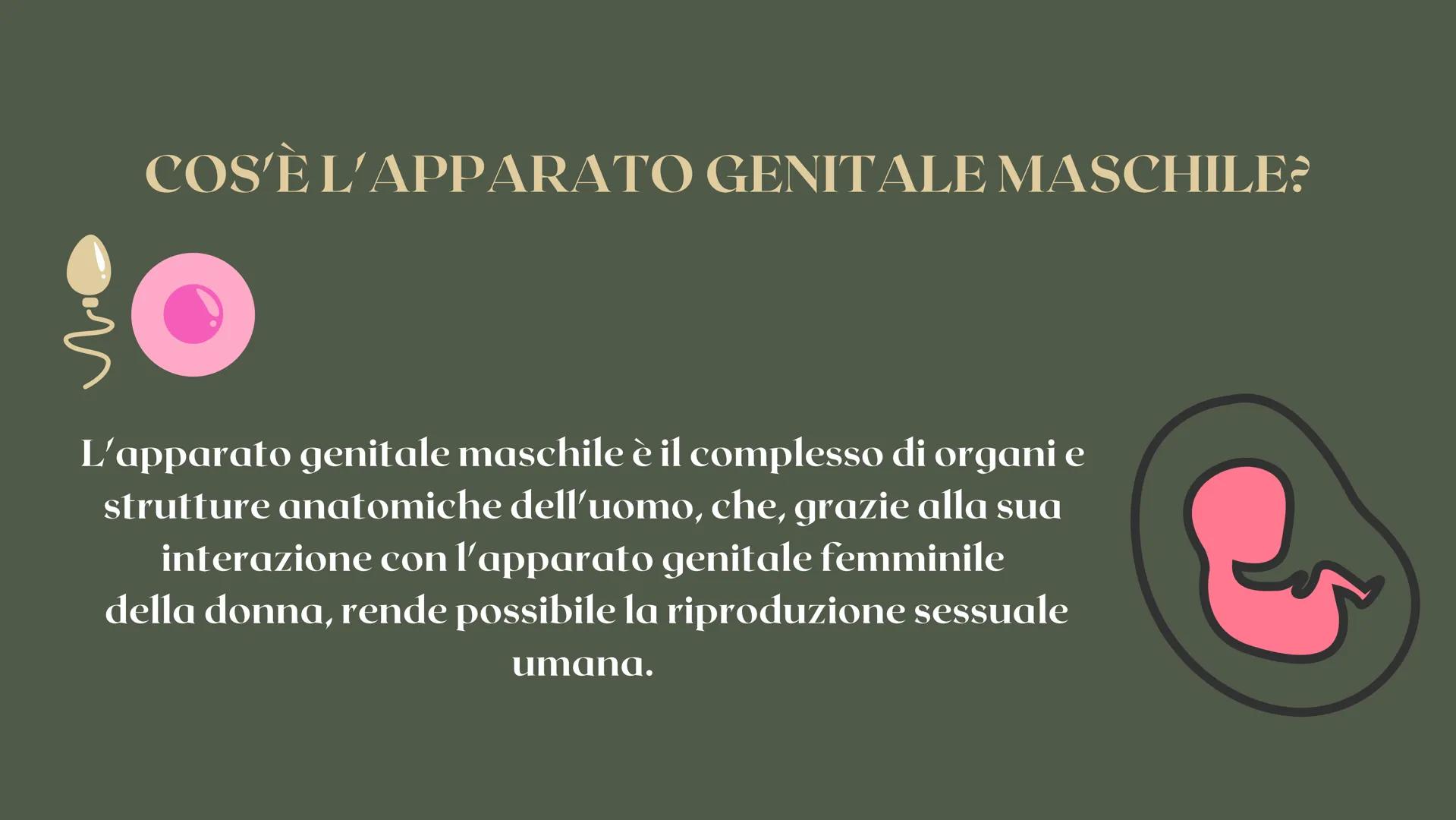 RICERCA BIOLOGIA
apparato
riproduttore CHE COS'È L'APPARATO RIPRODUTTIVO?
è responsabile della riproduzione
degli esseri umani COS'È L'APPAR