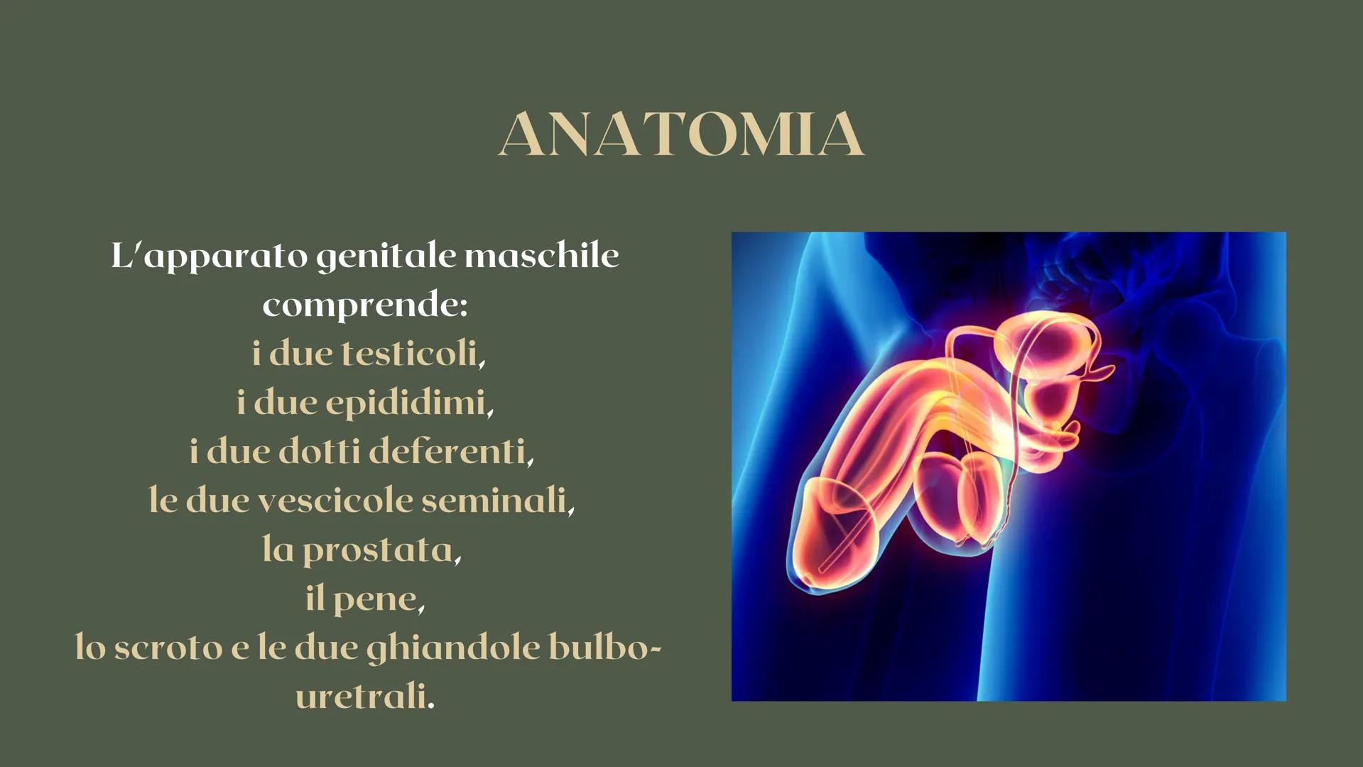 RICERCA BIOLOGIA
apparato
riproduttore CHE COS'È L'APPARATO RIPRODUTTIVO?
è responsabile della riproduzione
degli esseri umani COS'È L'APPAR