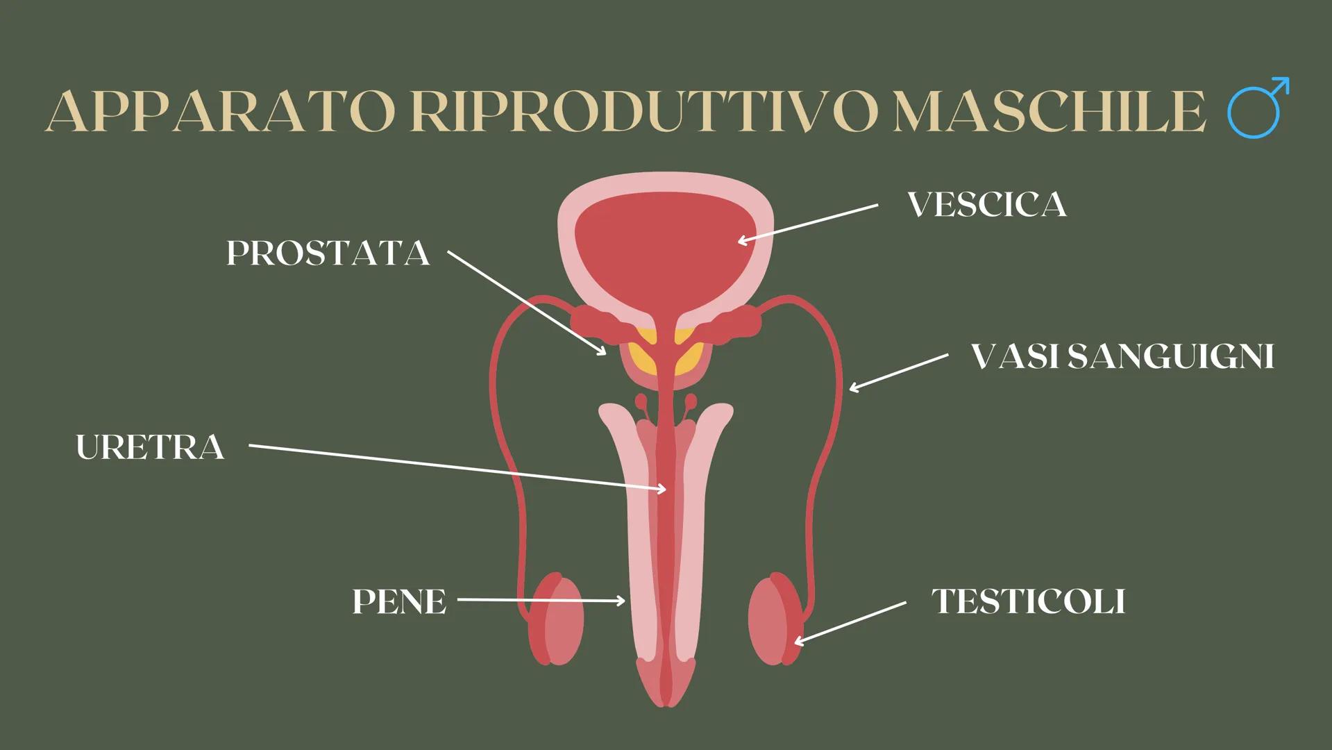RICERCA BIOLOGIA
apparato
riproduttore CHE COS'È L'APPARATO RIPRODUTTIVO?
è responsabile della riproduzione
degli esseri umani COS'È L'APPAR