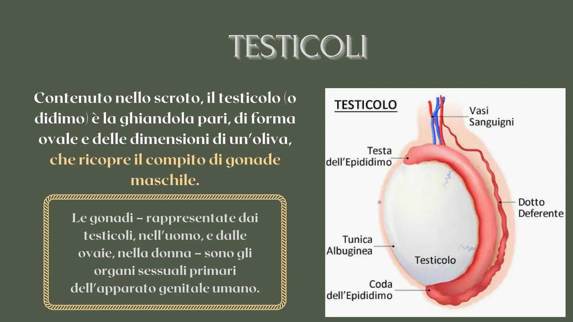 RICERCA BIOLOGIA
apparato
riproduttore CHE COS'È L'APPARATO RIPRODUTTIVO?
è responsabile della riproduzione
degli esseri umani COS'È L'APPAR