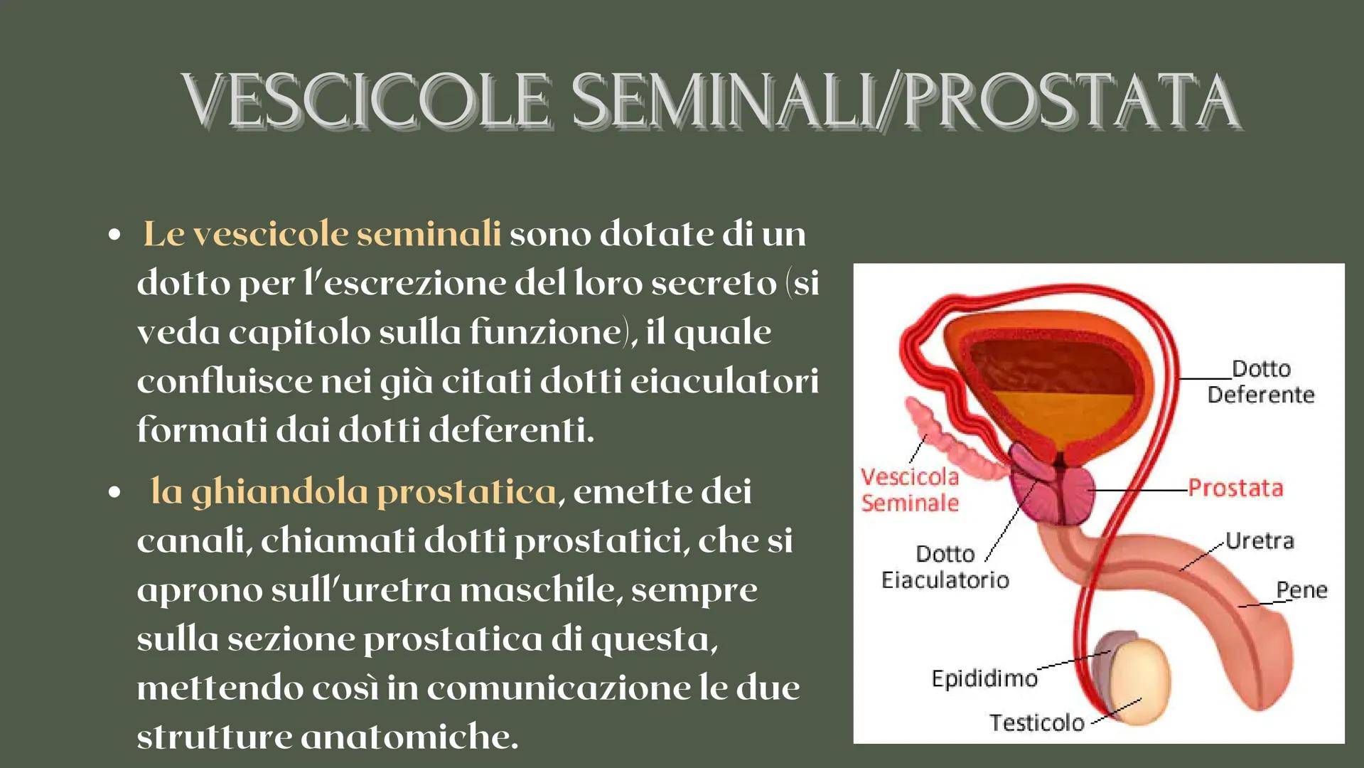 RICERCA BIOLOGIA
apparato
riproduttore CHE COS'È L'APPARATO RIPRODUTTIVO?
è responsabile della riproduzione
degli esseri umani COS'È L'APPAR