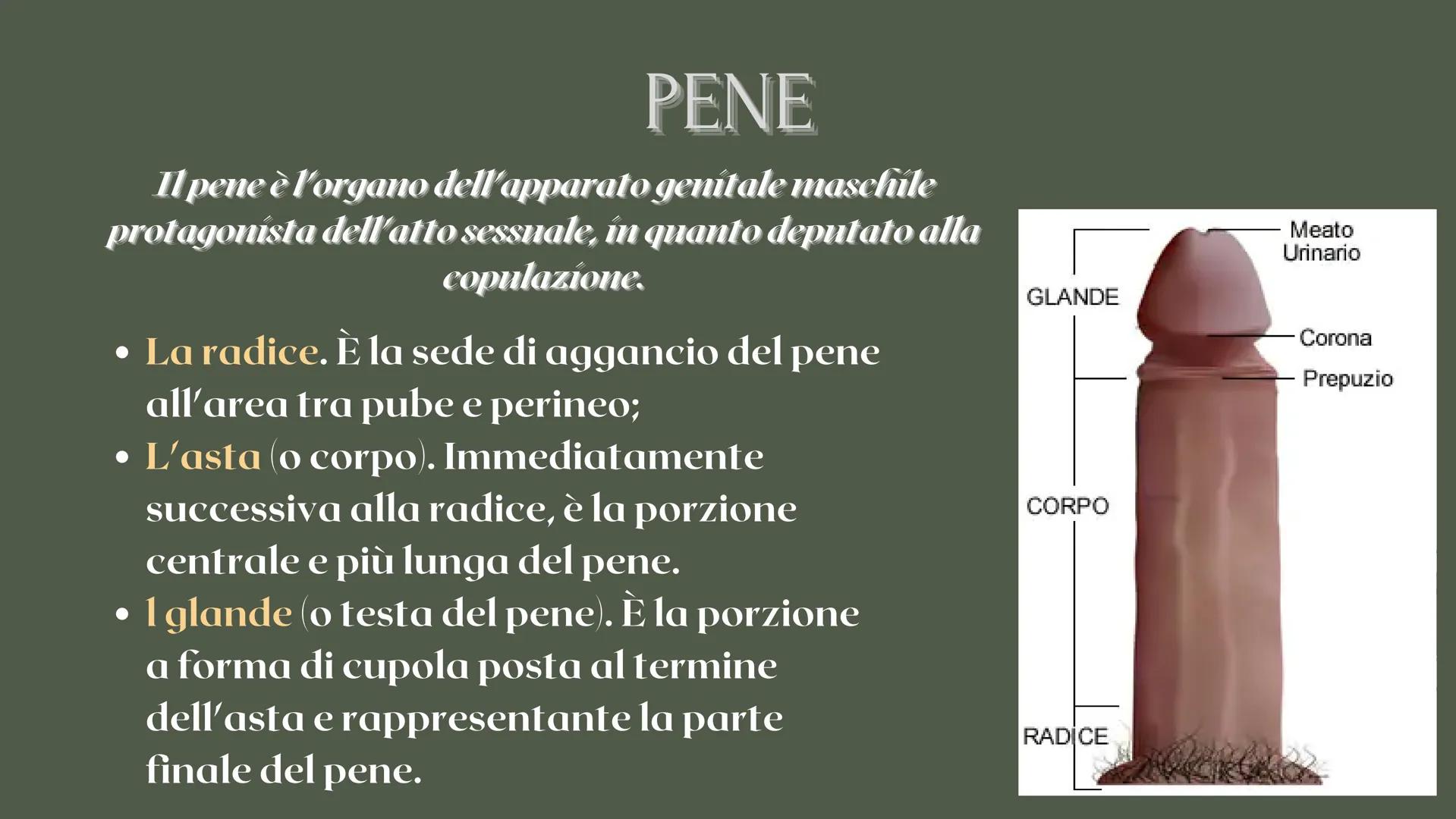 RICERCA BIOLOGIA
apparato
riproduttore CHE COS'È L'APPARATO RIPRODUTTIVO?
è responsabile della riproduzione
degli esseri umani COS'È L'APPAR