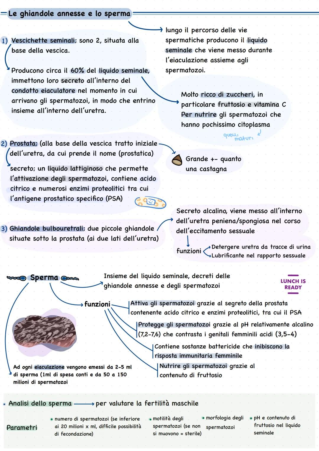 # Apparato genitale
L'umano si riproduce riproduzione sessuata Ovvero attraverso la meiosi e
• È presente fin dalla nascita ma se la fecon