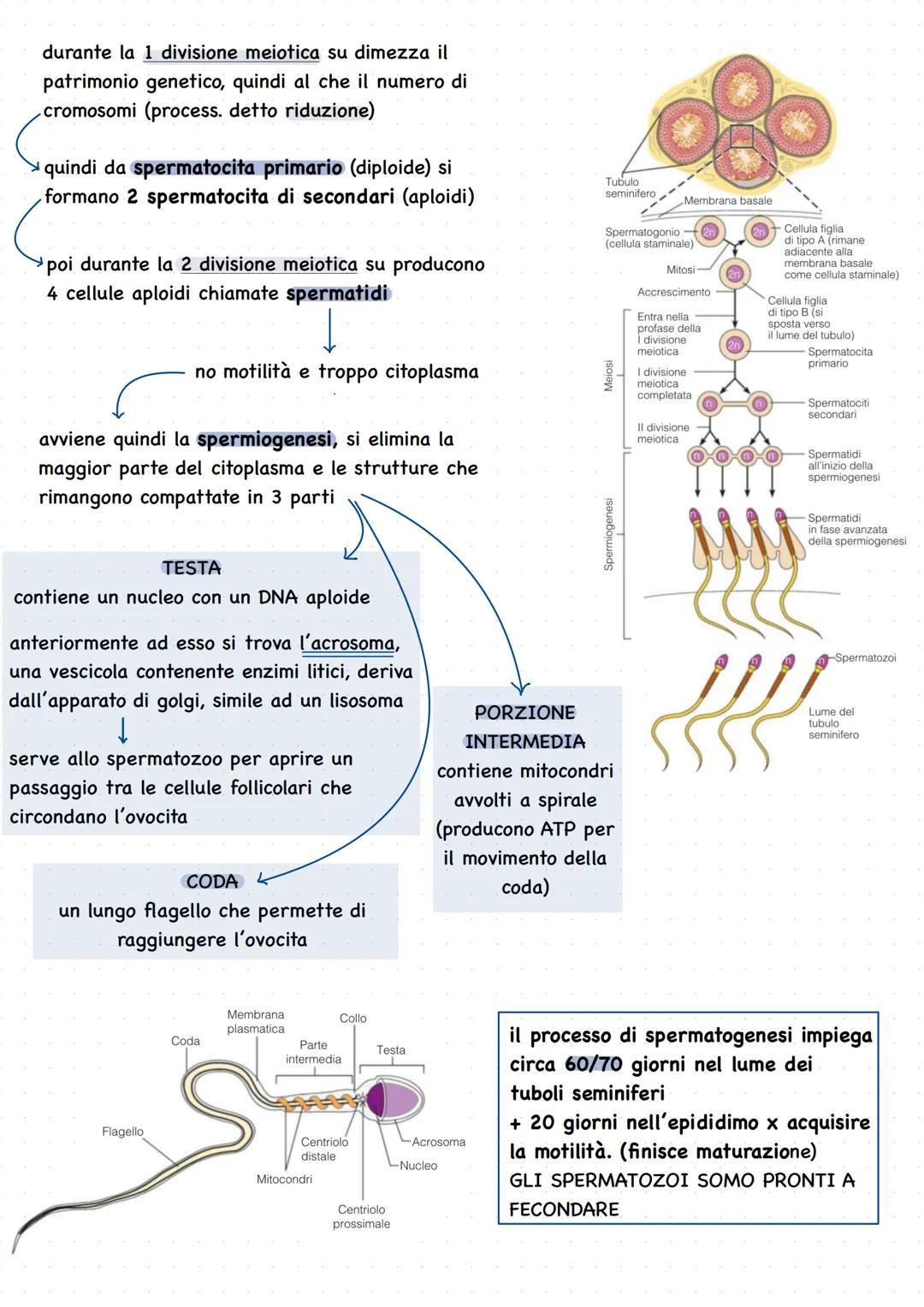 # Apparato genitale
L'umano si riproduce riproduzione sessuata Ovvero attraverso la meiosi e
• È presente fin dalla nascita ma se la fecon