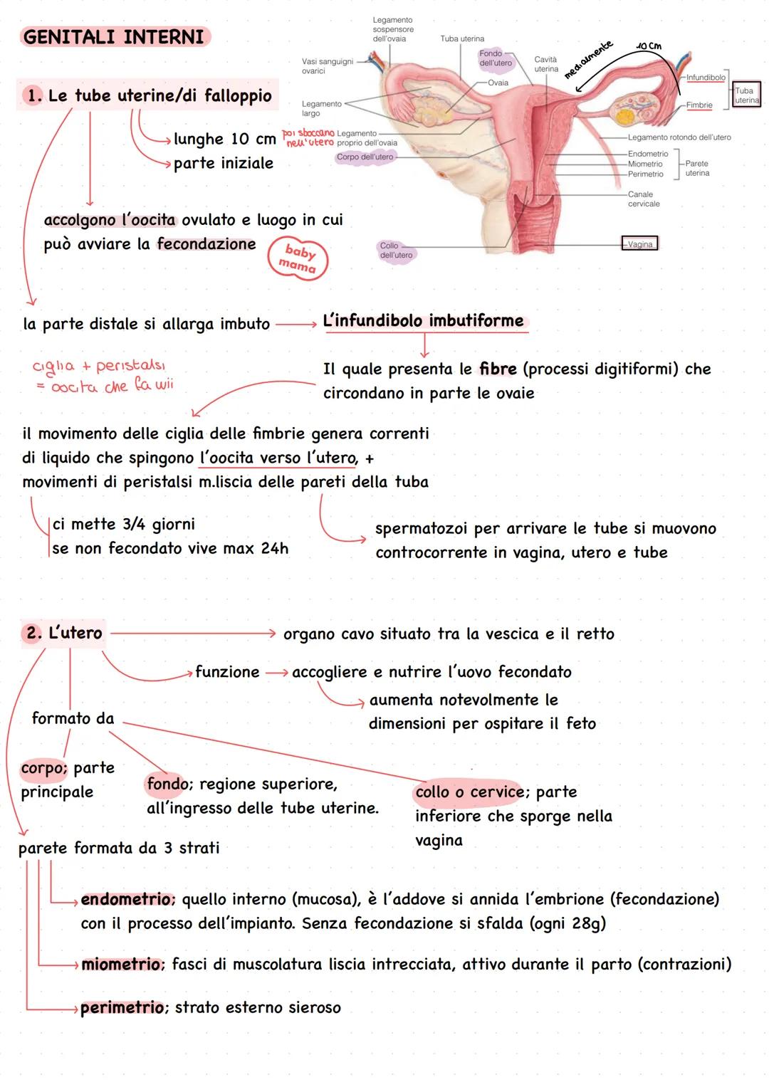 # Apparato genitale
L'umano si riproduce riproduzione sessuata Ovvero attraverso la meiosi e
• È presente fin dalla nascita ma se la fecon