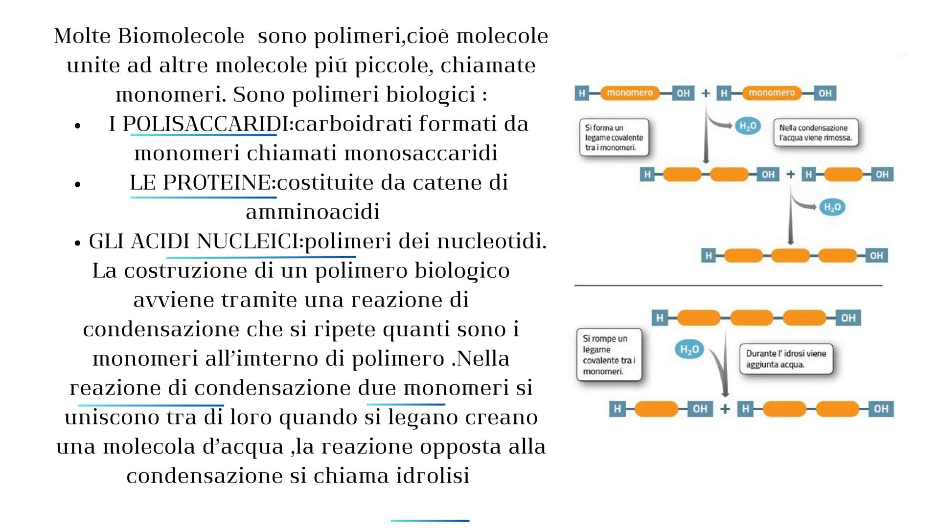 # LE BIOMOLECOLE Le Biomolecole sono molecole della vita
,sono sostanze che si trovano all'interno
degli esseri viventi .Le Biomolecole hann