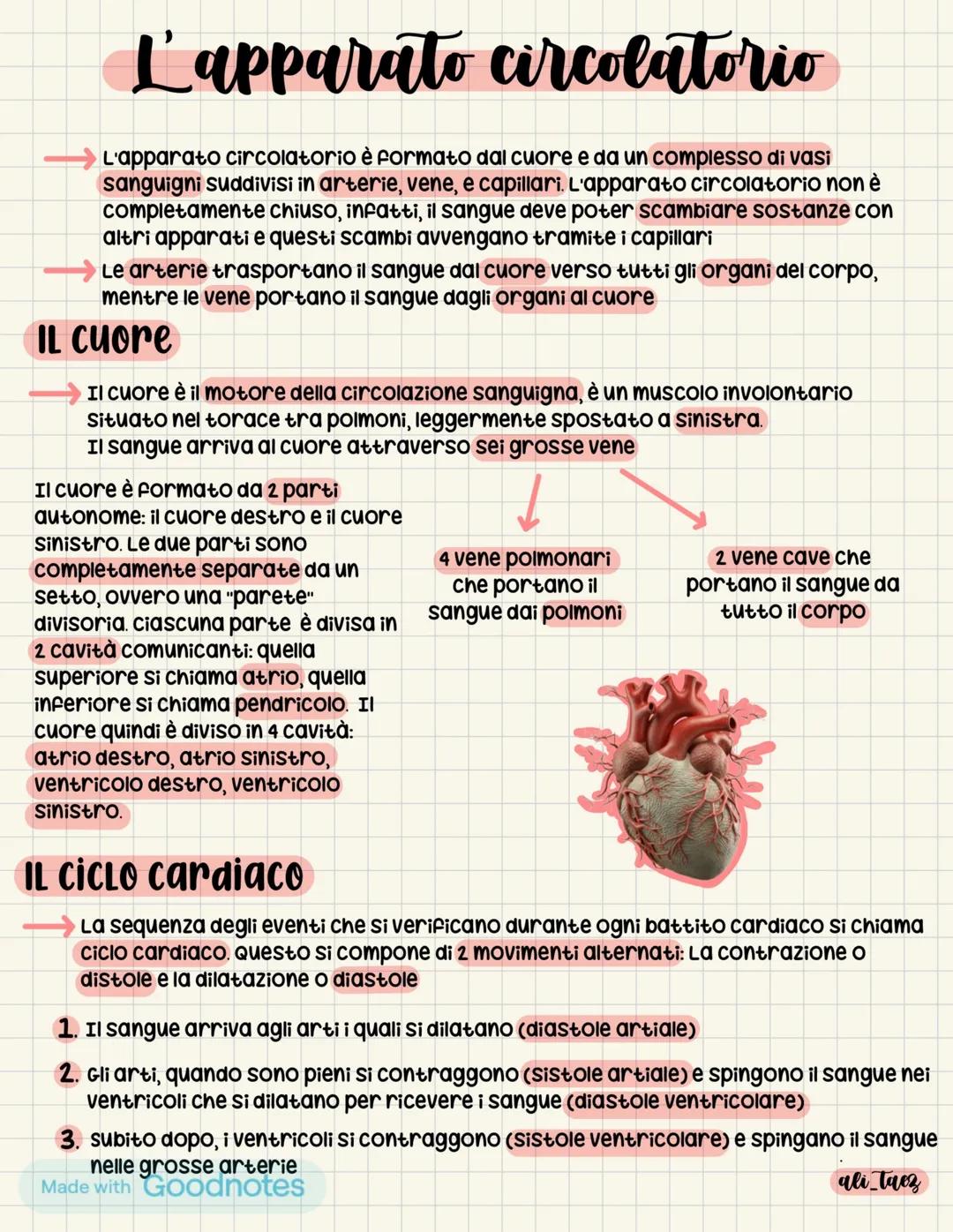 L' Apparato circolatorio