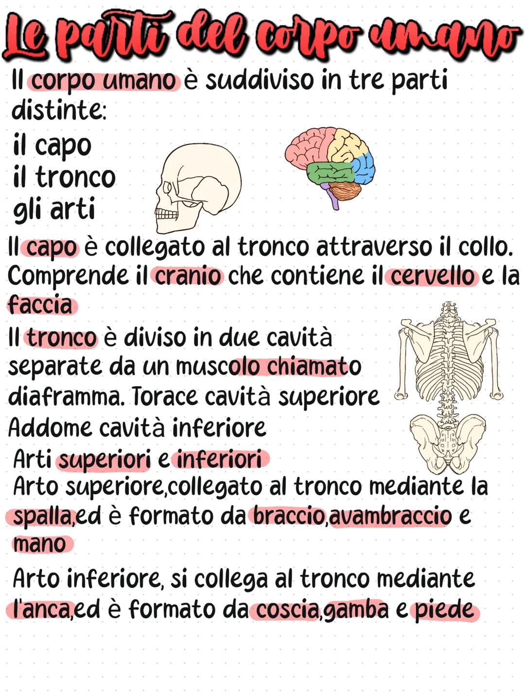 # Le parte del corpо имаго
Il corpo umano è suddiviso in tre parti
distinte:
- il capo
- il tronco
- gli arti
Il capo è collegato al tronc