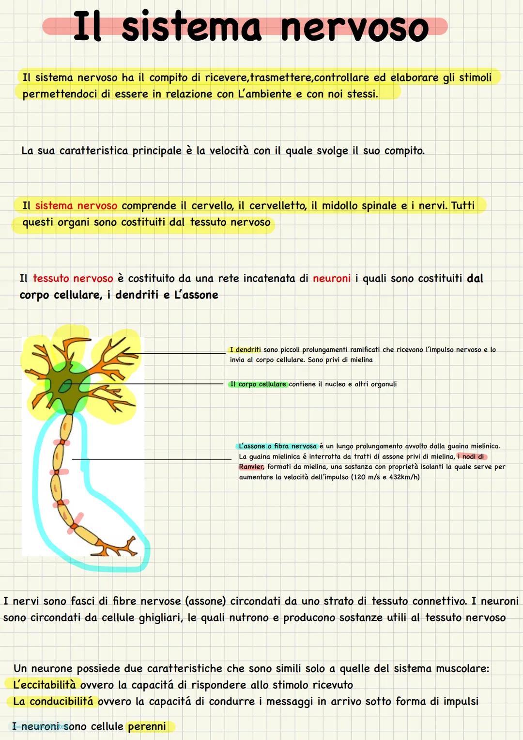 Il sistema nervoso
Il sistema nervoso ha il compito di ricevere, trasmettere,controllare ed elaborare gli stimoli
permettendoci di essere in