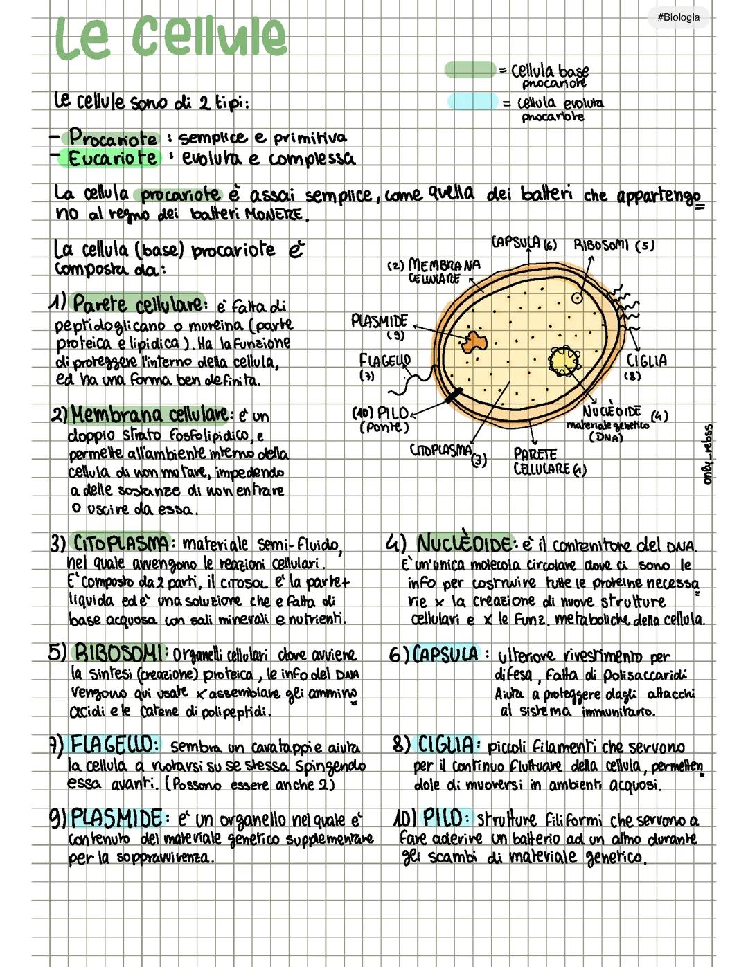 Le cellule ๐งซ