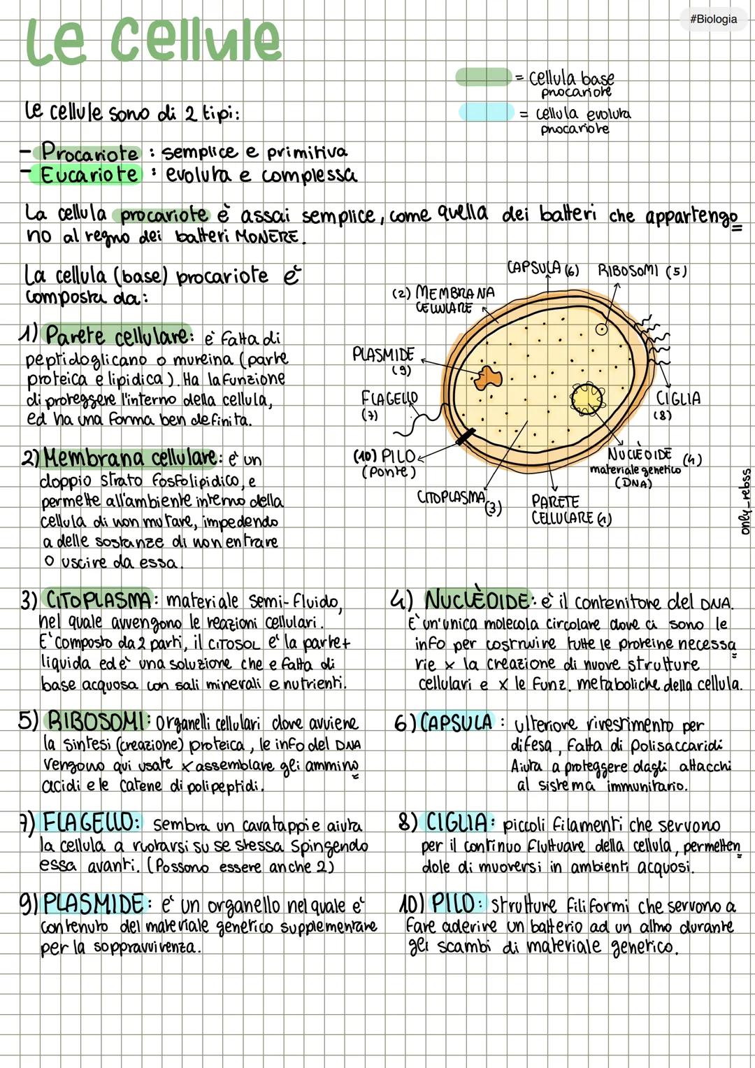 te
Le cellule
Le cellule sono di 2 tipi:
Procariote
semplice e primitiva
= cellula base
pnocanore
= cellula evoluta
procariohe
#Biologia
Euc